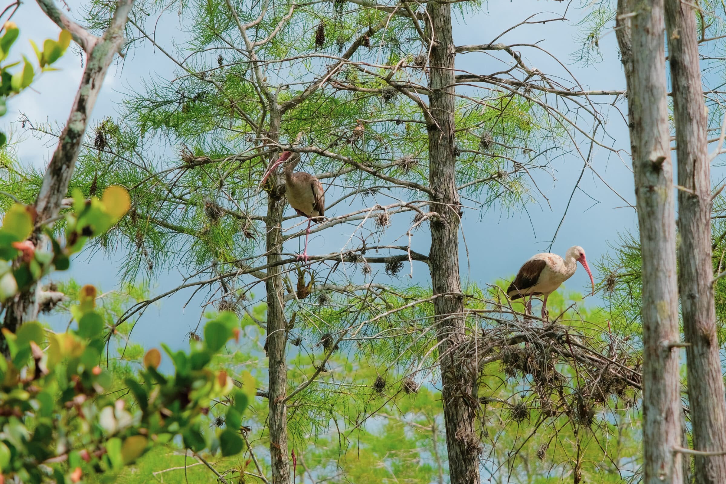 Everglades beschermt 16 unieke vogelsoorten die nergens anders ter wereld voorkomen