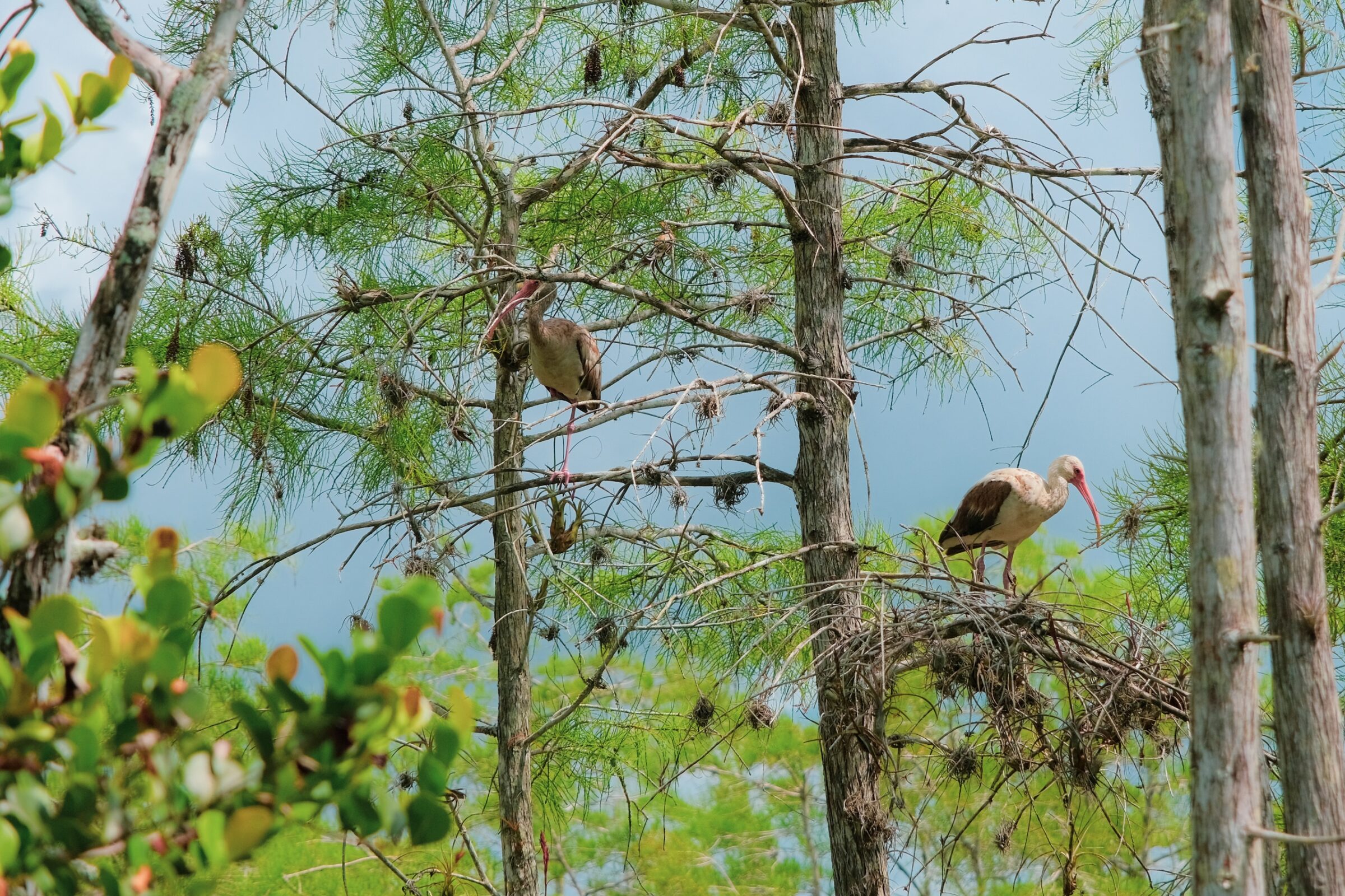 Everglades chrání 16 unikátních ptačích druhů, které se nenacházejí nikde jinde na světě