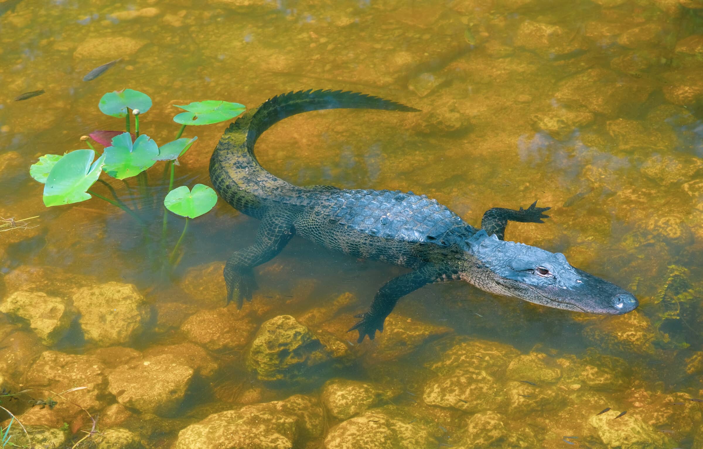 En av de många alligatorerna i Everglades National Park