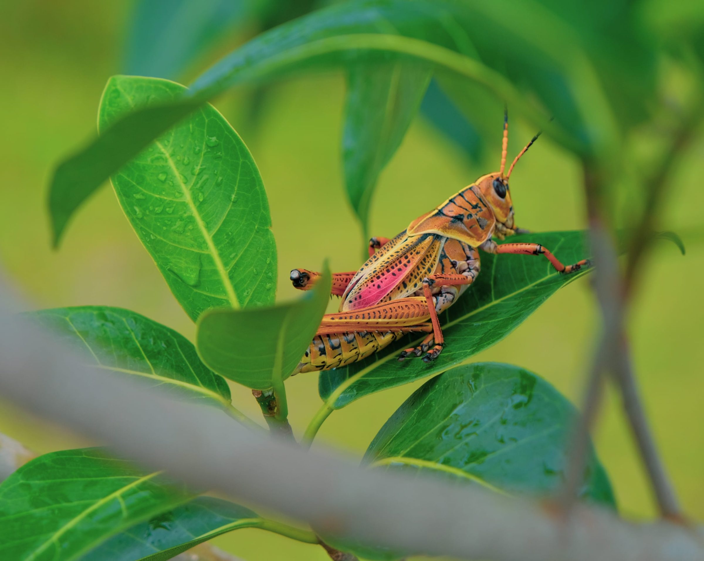 A large orange grasshopper | Kirby Storter Boardwalk, Everglades National Park