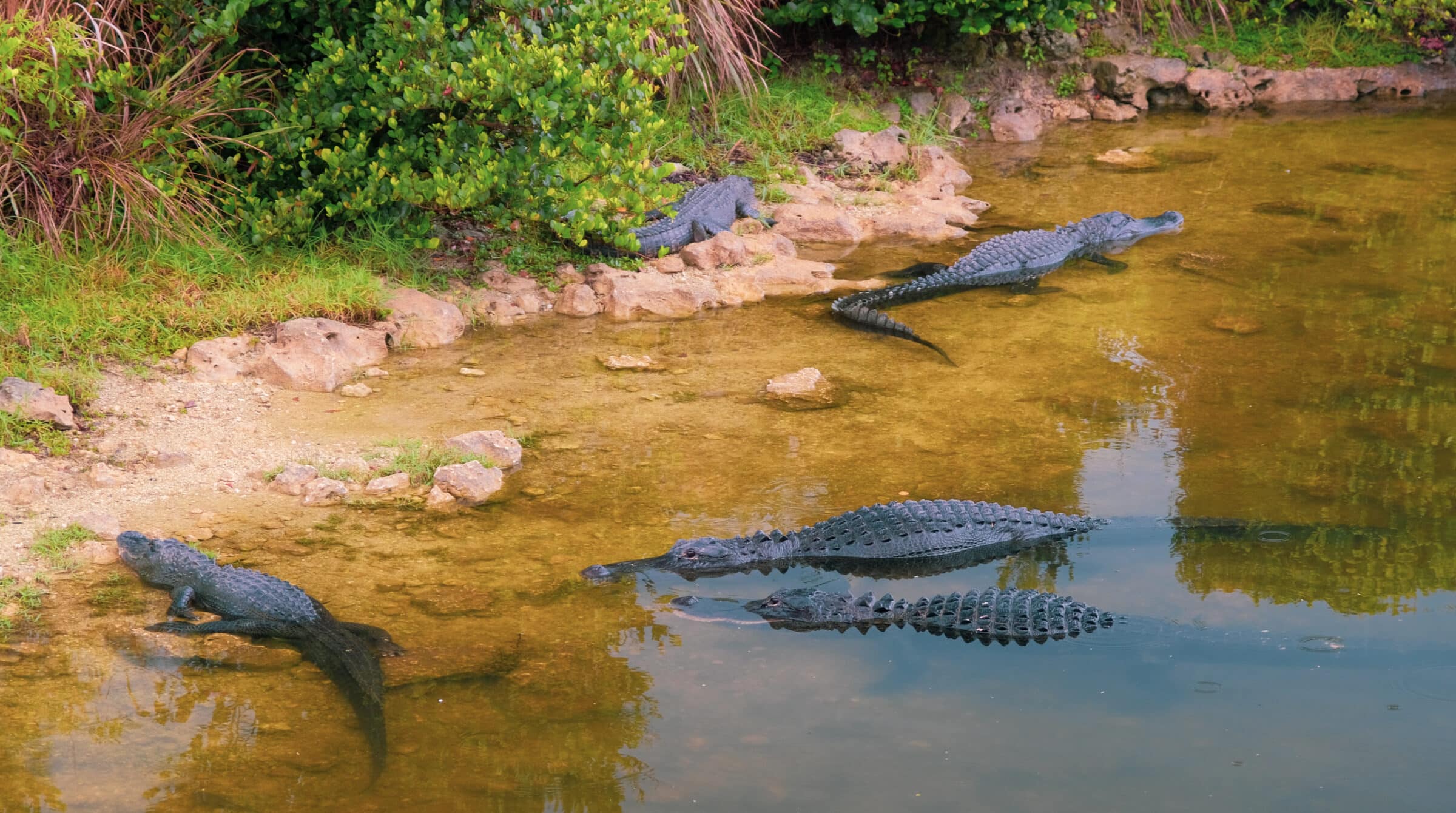 Alligators bij het Visitor Center | Reisgids Miami