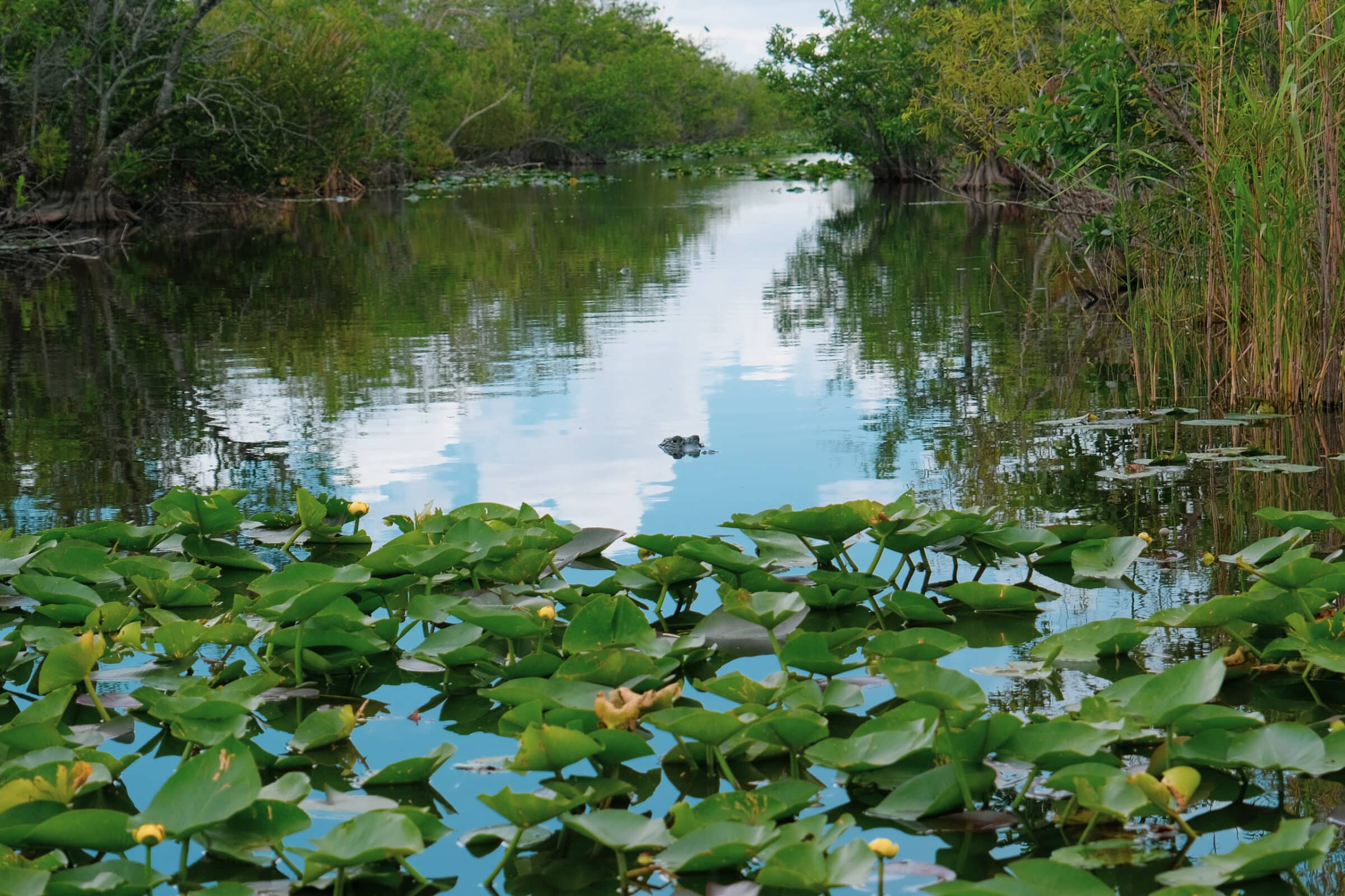 Mangroves, waterlelies en een kleine alligator die ons in de gaten houdt... | Everglades National Park, Florida