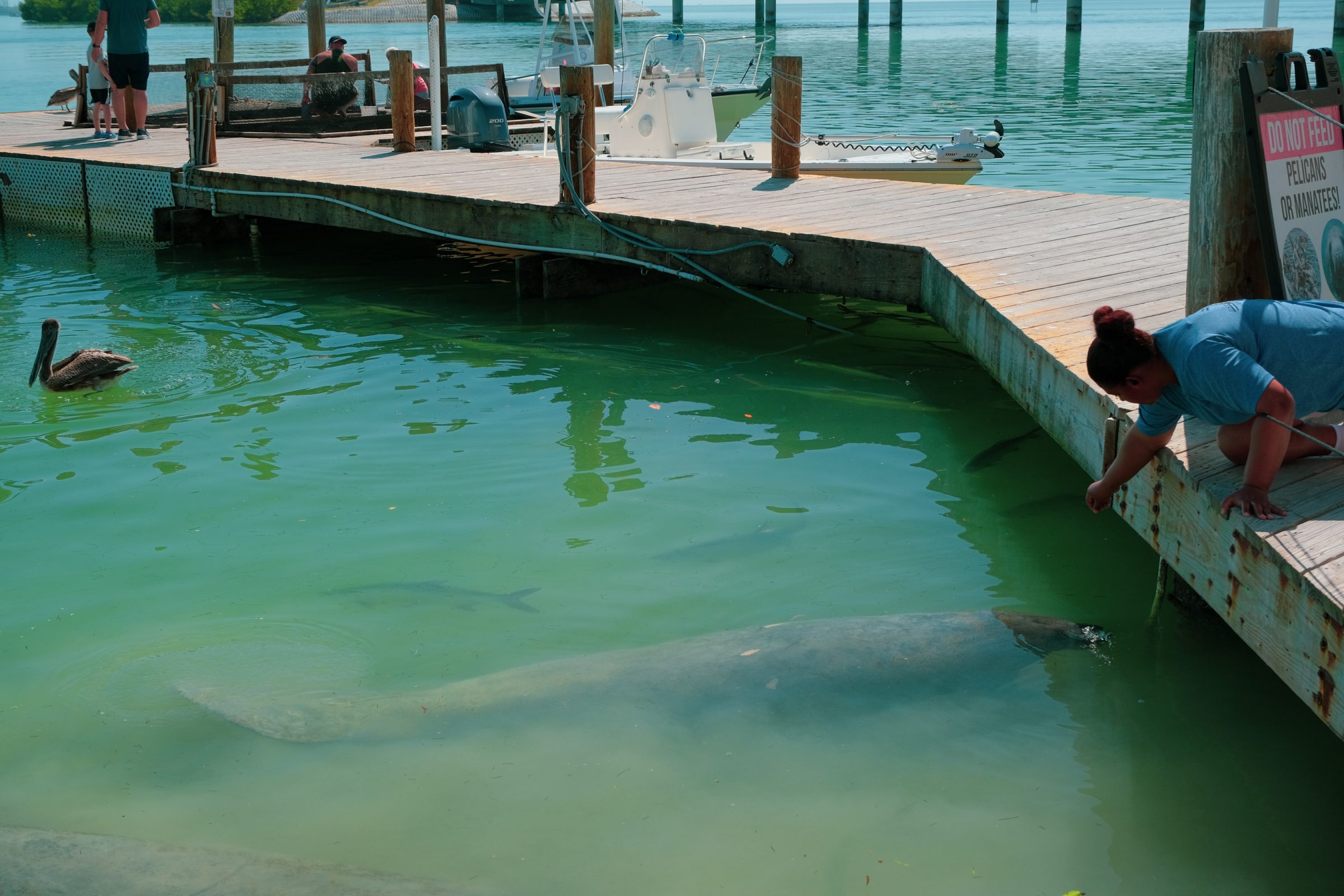 Manatees! Oftewel: zeekoeien | De Florida Keys
