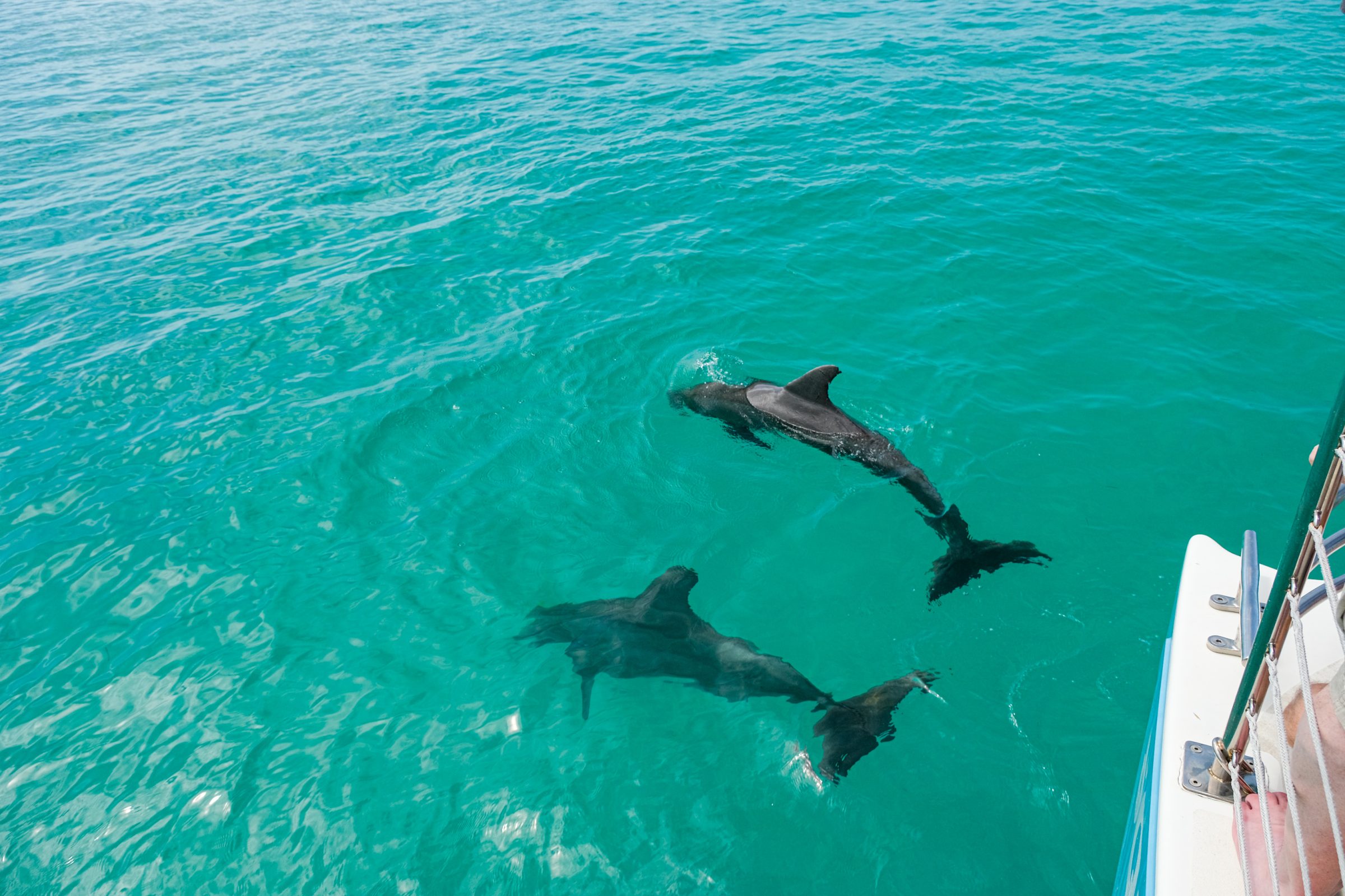 Dolfijnen spotten in Key West