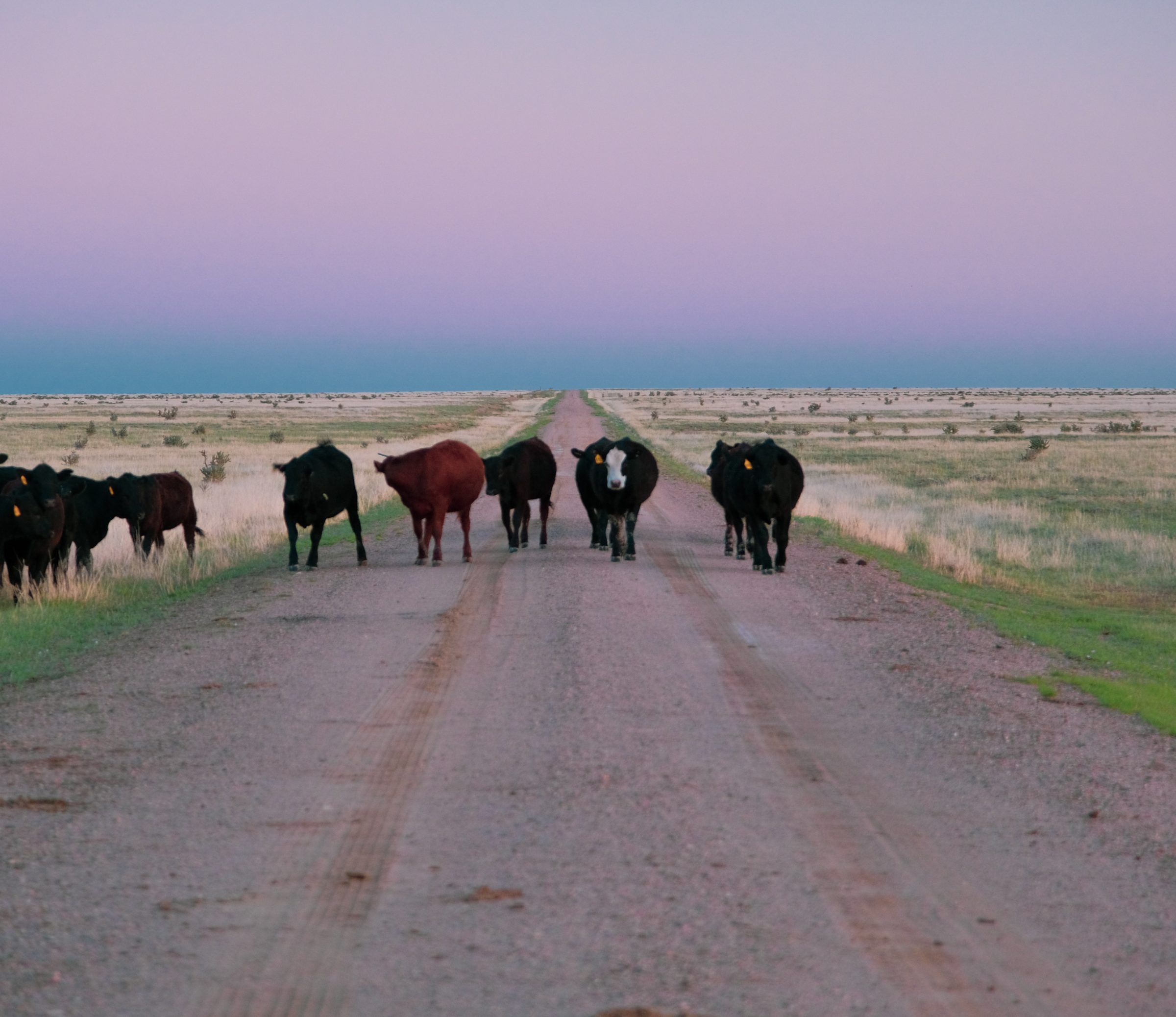 De hele kudde keek ons maar vreemd aan. De koeien hadden blijkbaar ook al even geen mensen gezien in dit afgelegen landschap.