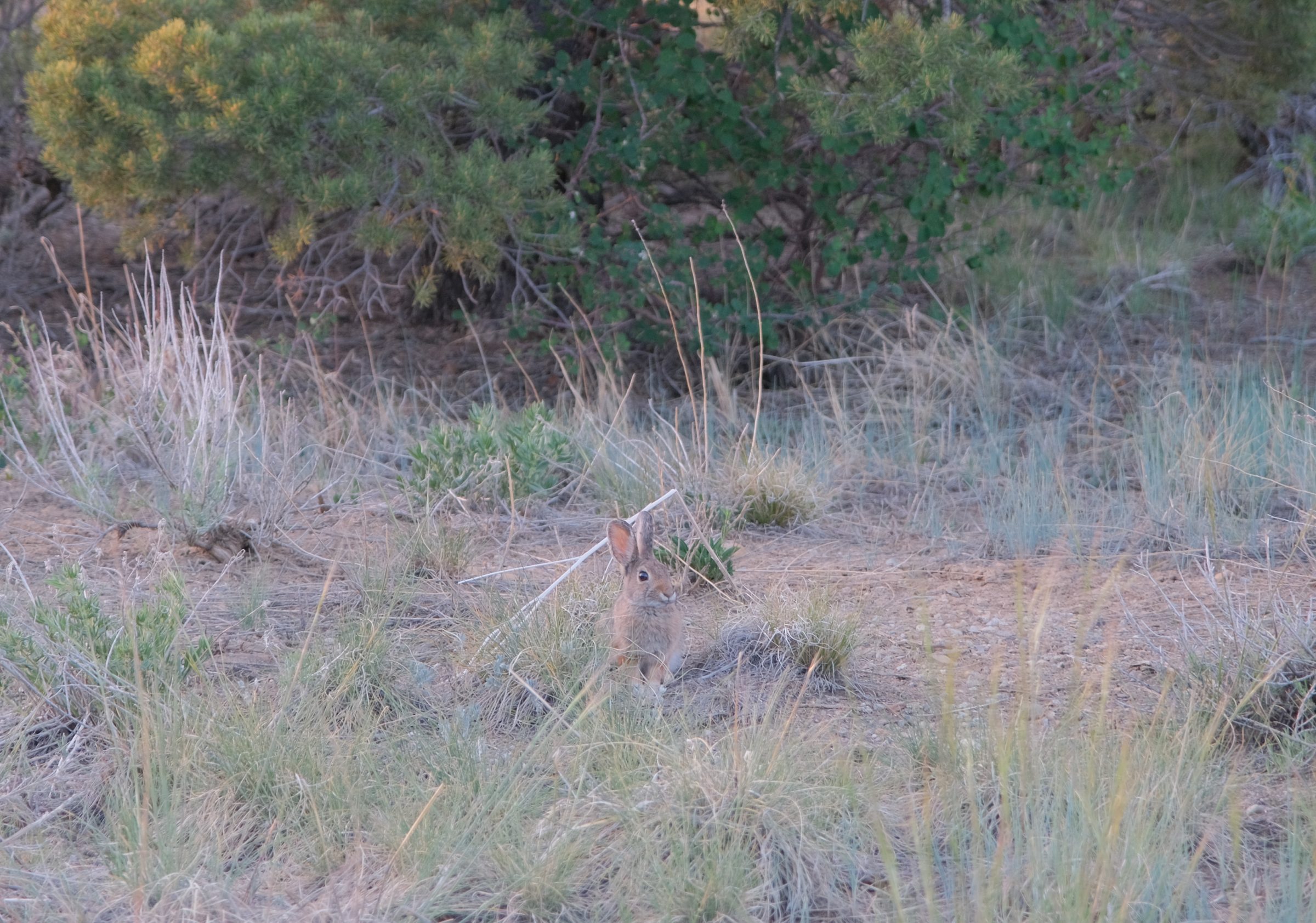 Een konijn houdt ons in de gaten vlakbij de camping | Mesa Verde National Park