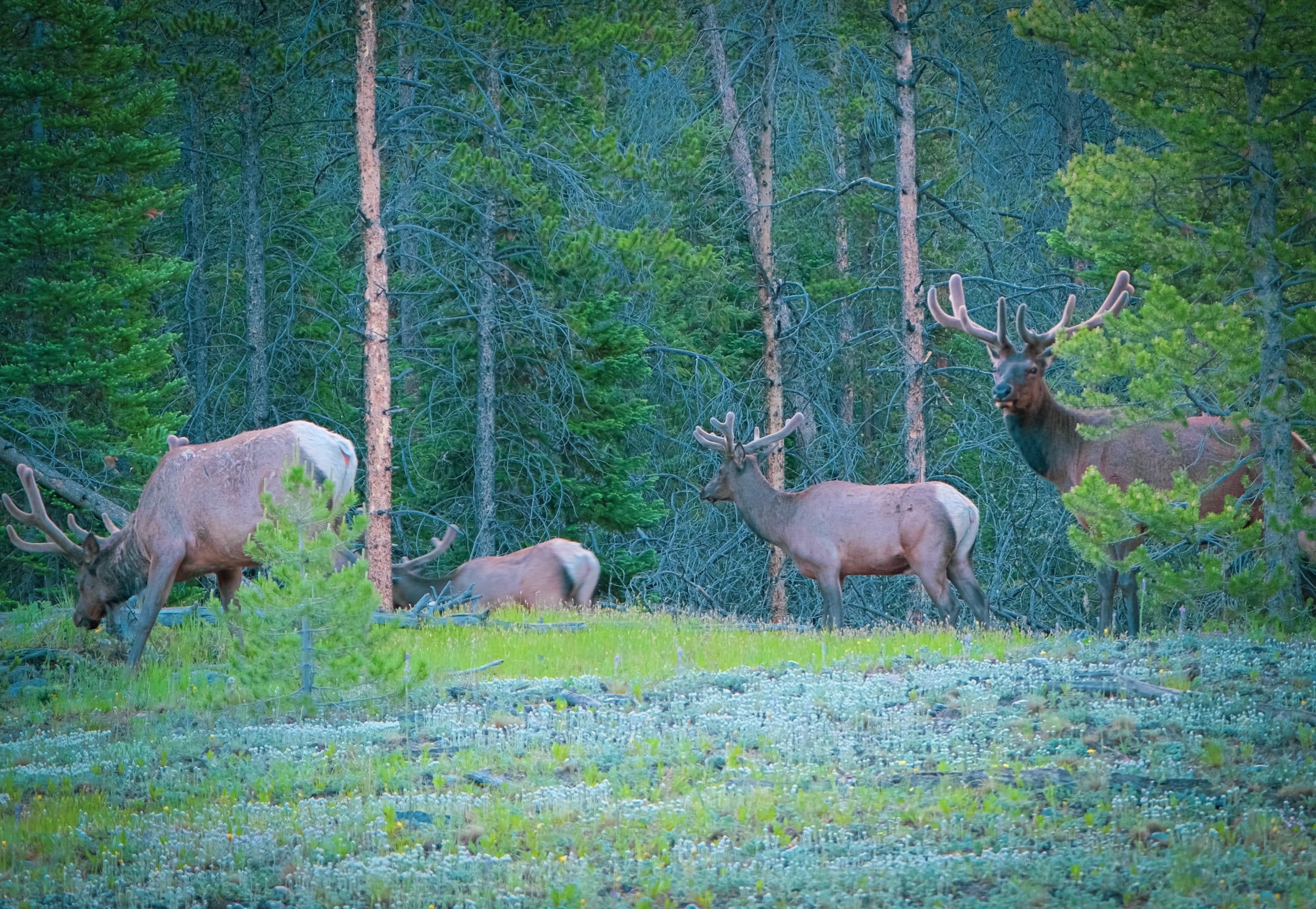 En grupp älgar (Wapity) i Rocky Mountain National Park klockan 07:00