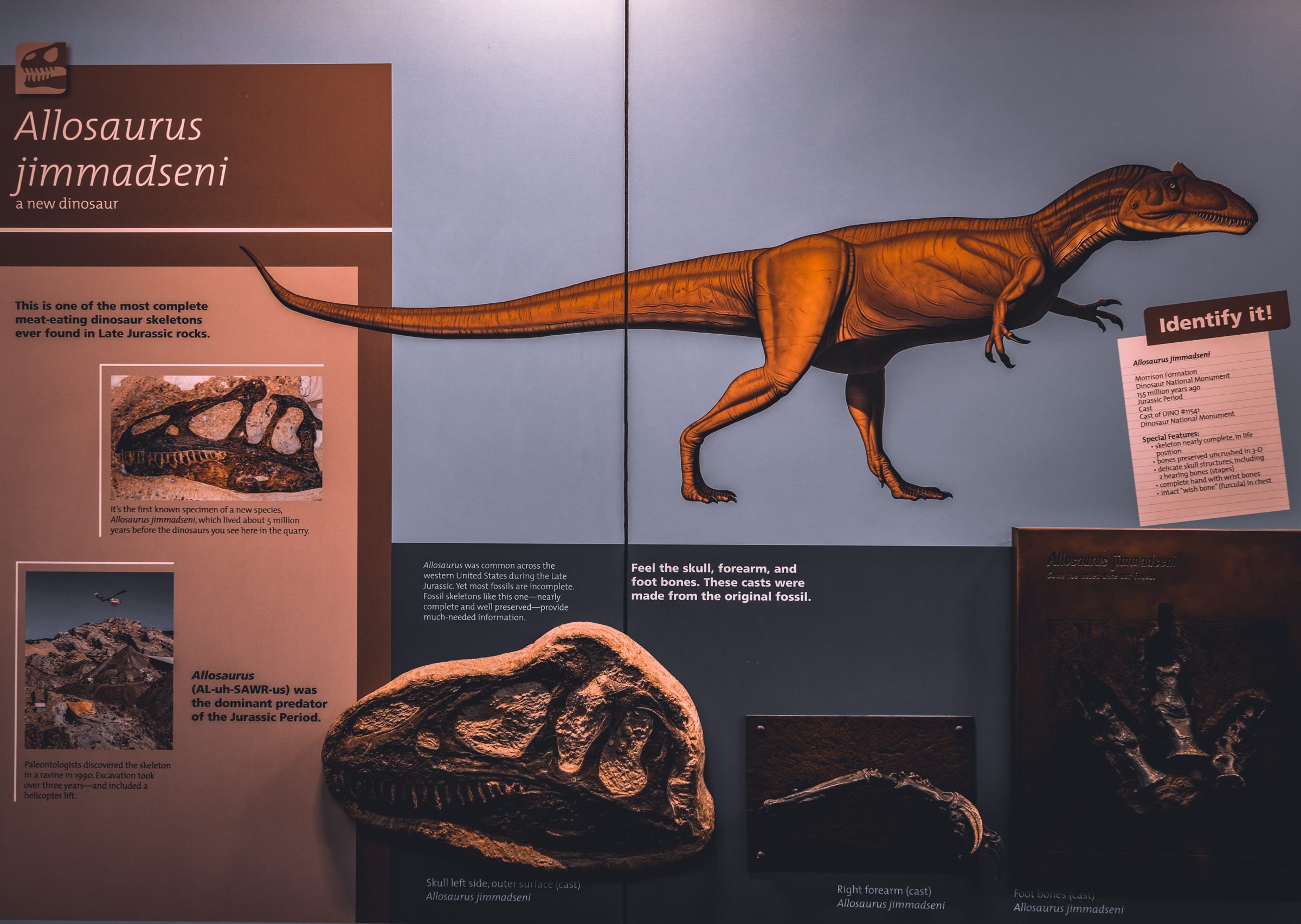 Informatie en een kop van de Allosaurus | Dinosaur National Monument