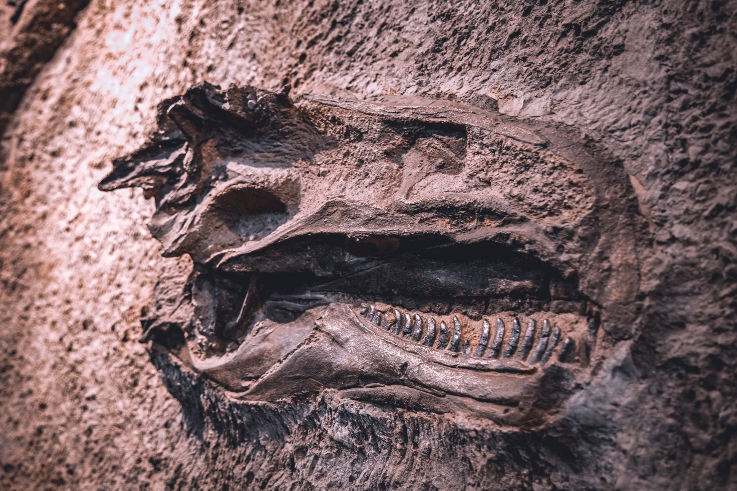 Kop van een Allosaurus | Dinosaur National monument