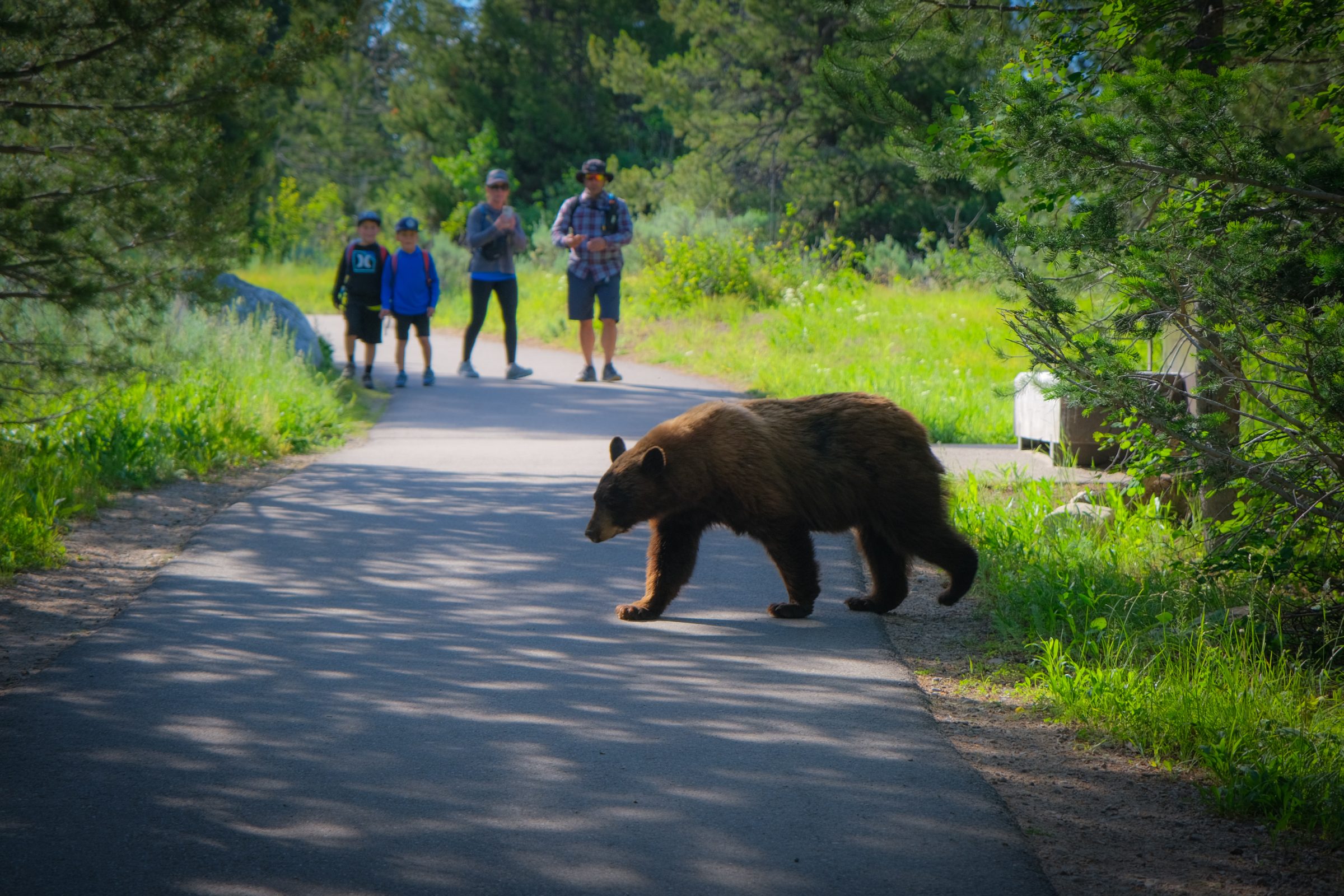Zwarte beer (ook al is hij bruin...) loopt over het wandelpad in Grand Teton