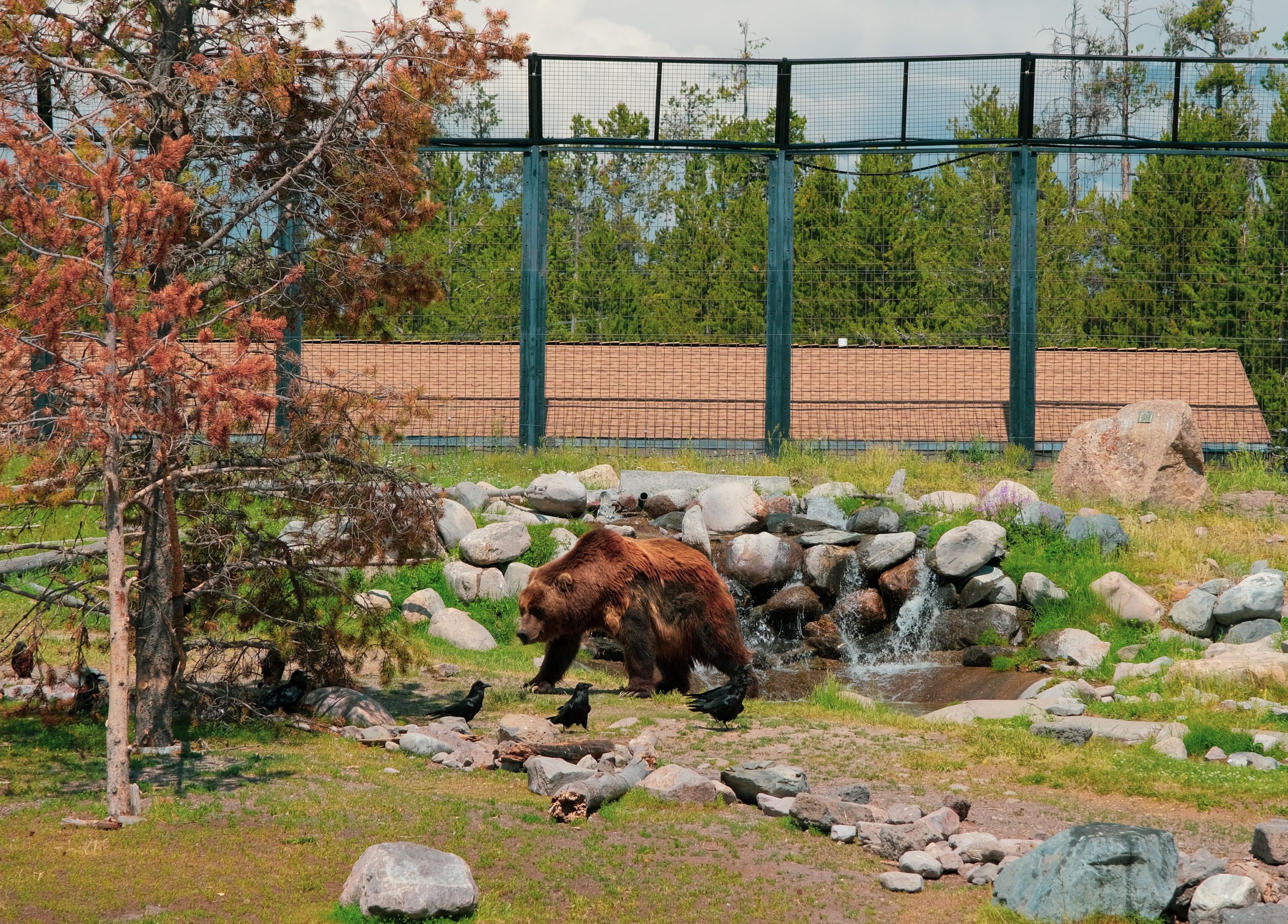 Den största grizzlybjörnen i Grizzly and Wolf Discovery Center, en tjock 475 kilo muskelkraft