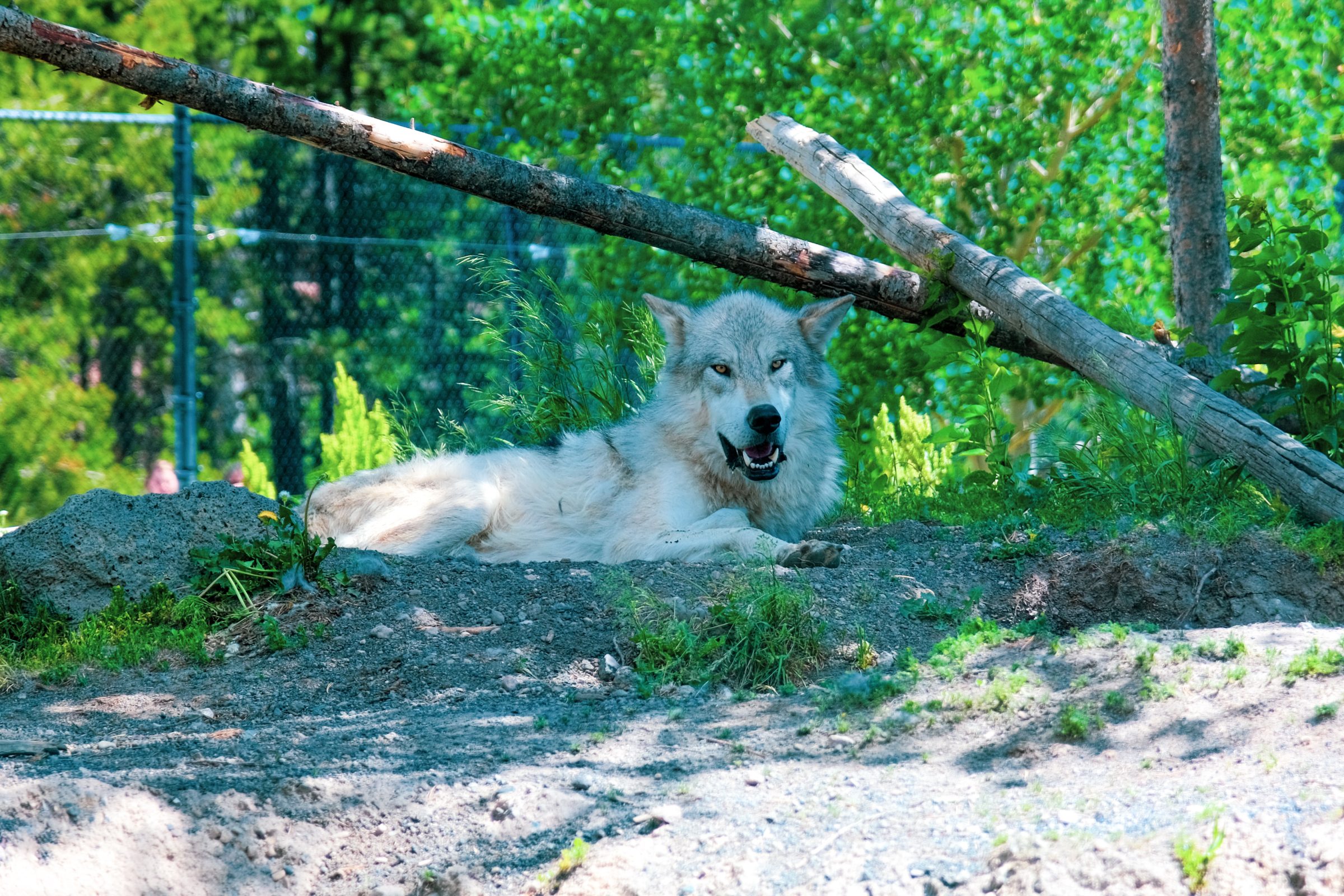Szary wilk w Centrum Odkrycia Grizzly i Wilka | Zachodni Yellowstone