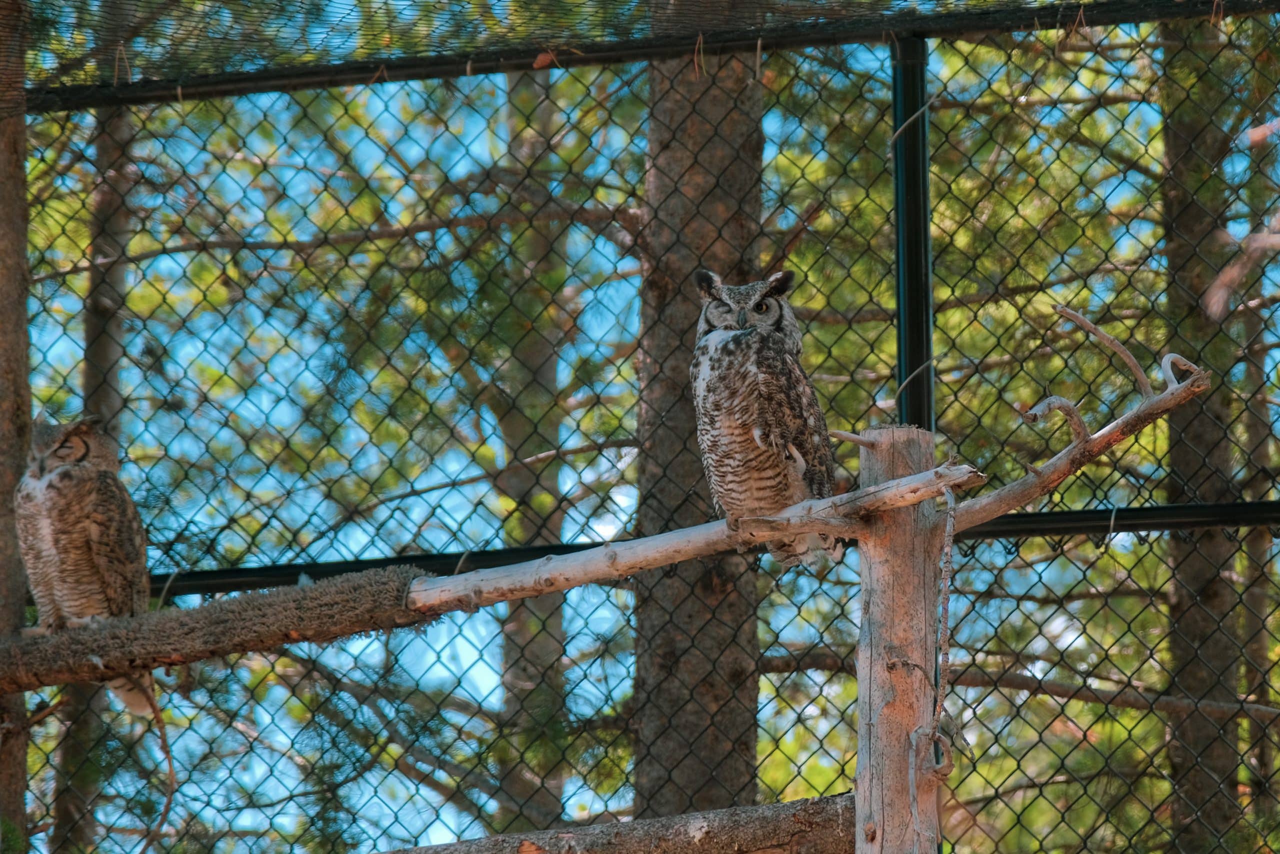 Centar za otkrivanje grizlija i vukova