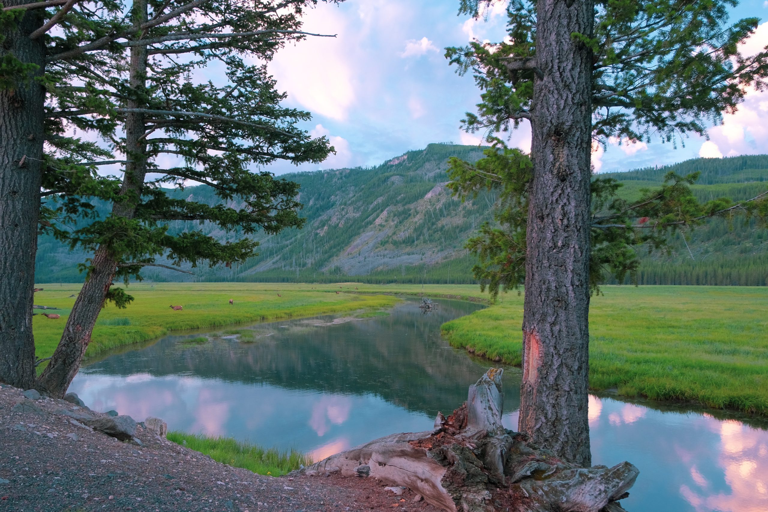 Tidig morgonhjort och älg i Yellowstone vid floden Madison
