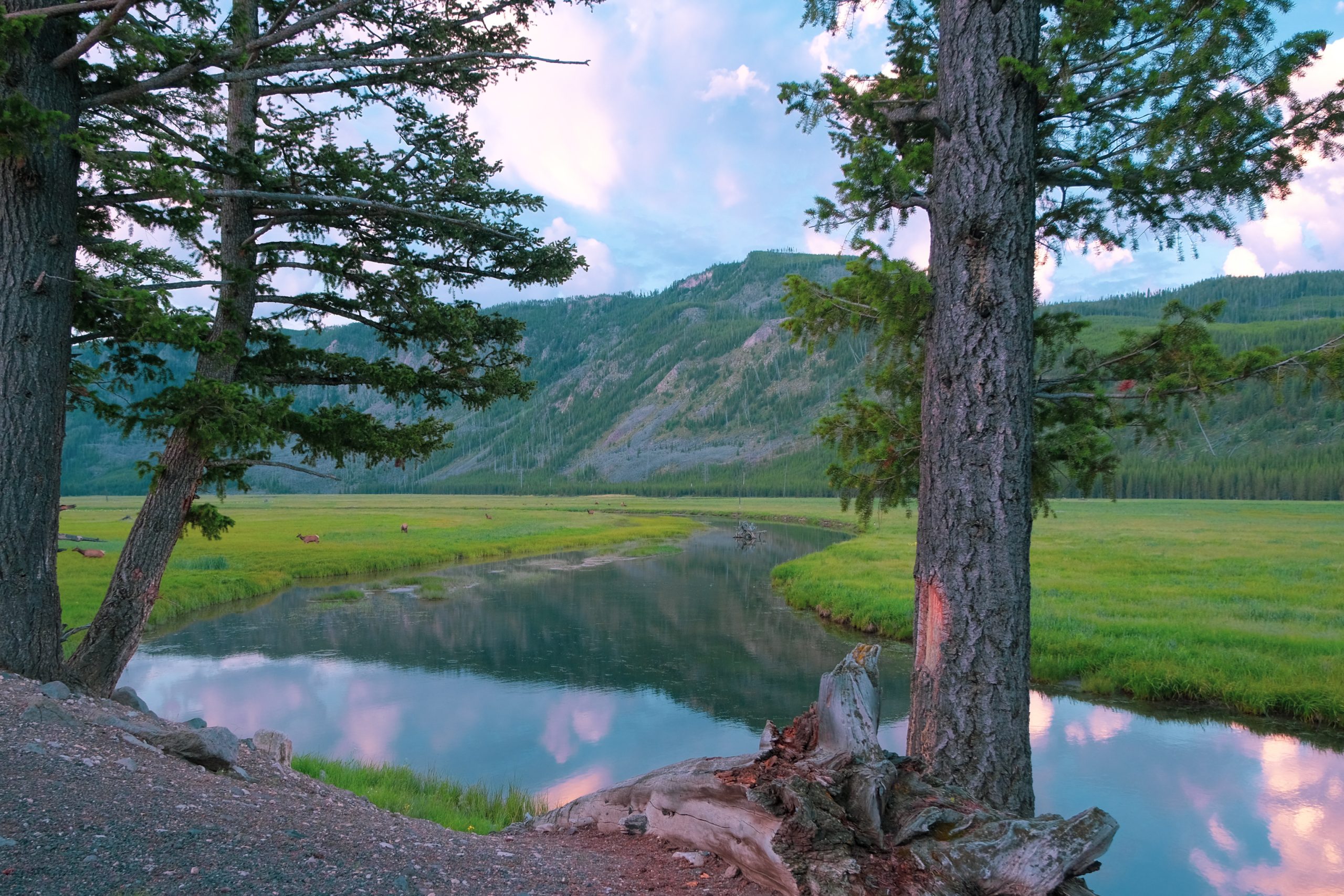 Wcześnie rano jelenie i łosie w Yellowstone nad rzeką Madison