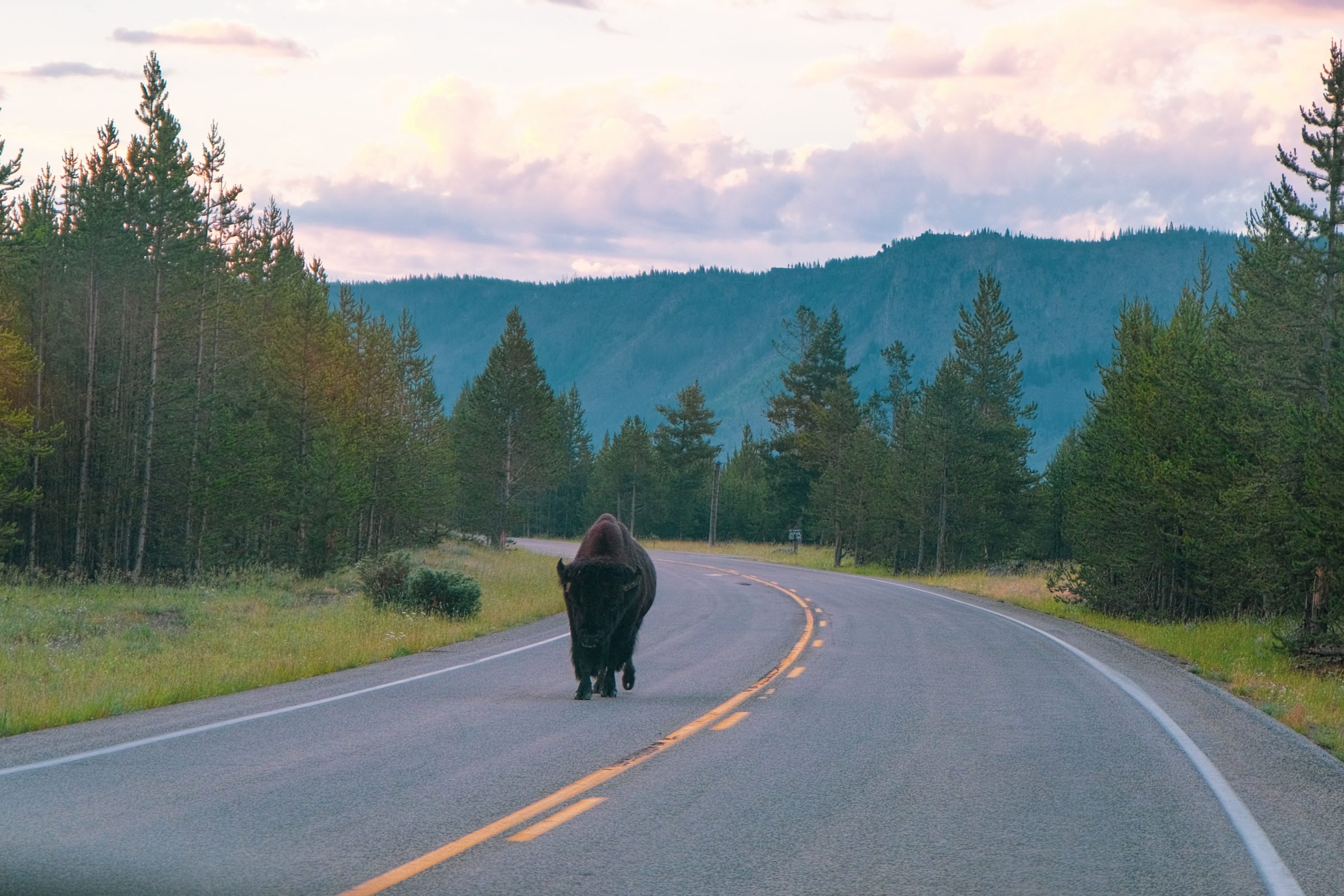 En buffel på vägen i Yellowstone National Park
