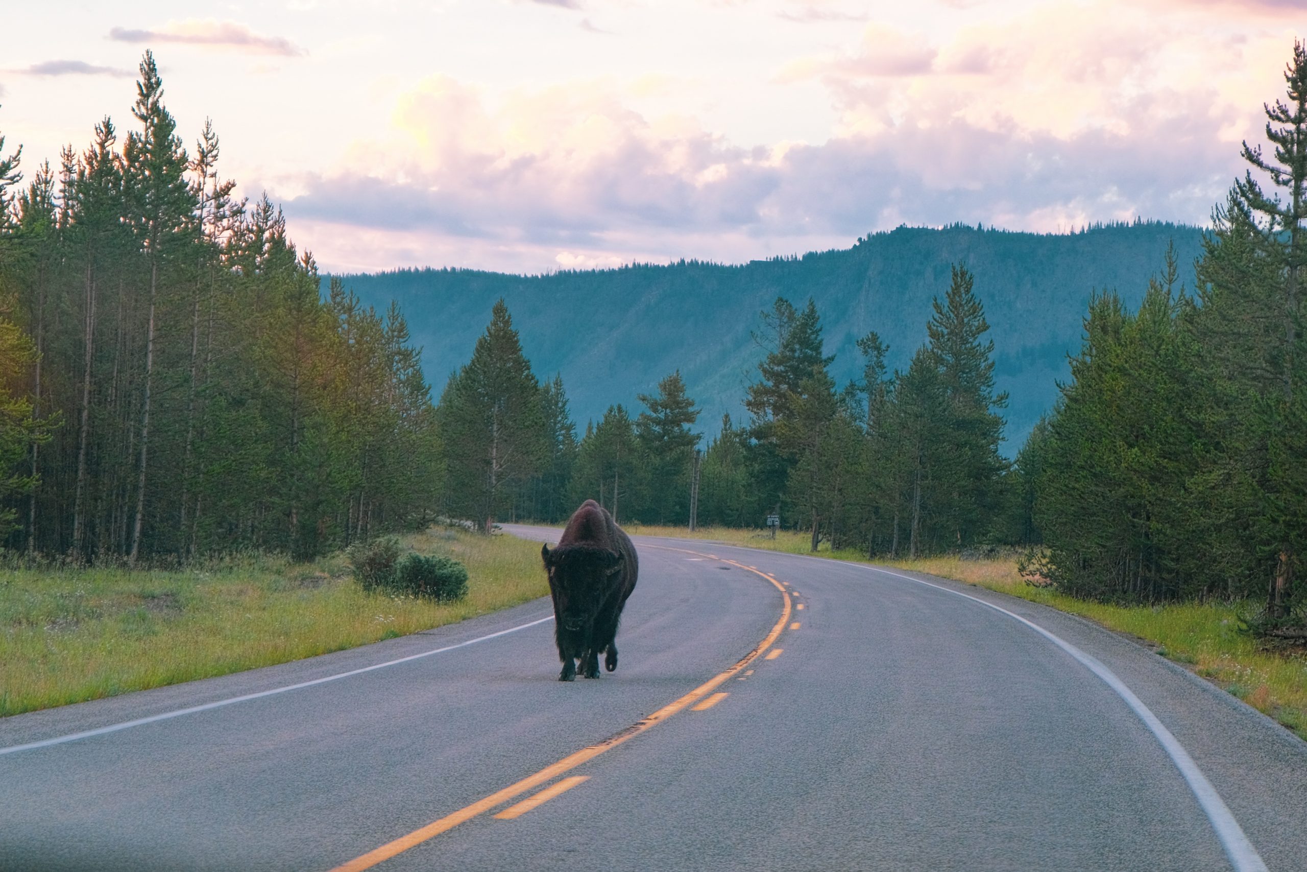 Ein Bison lief ruhig auf der Straße, als wir am frühen Morgen in Yellowstone fuhren