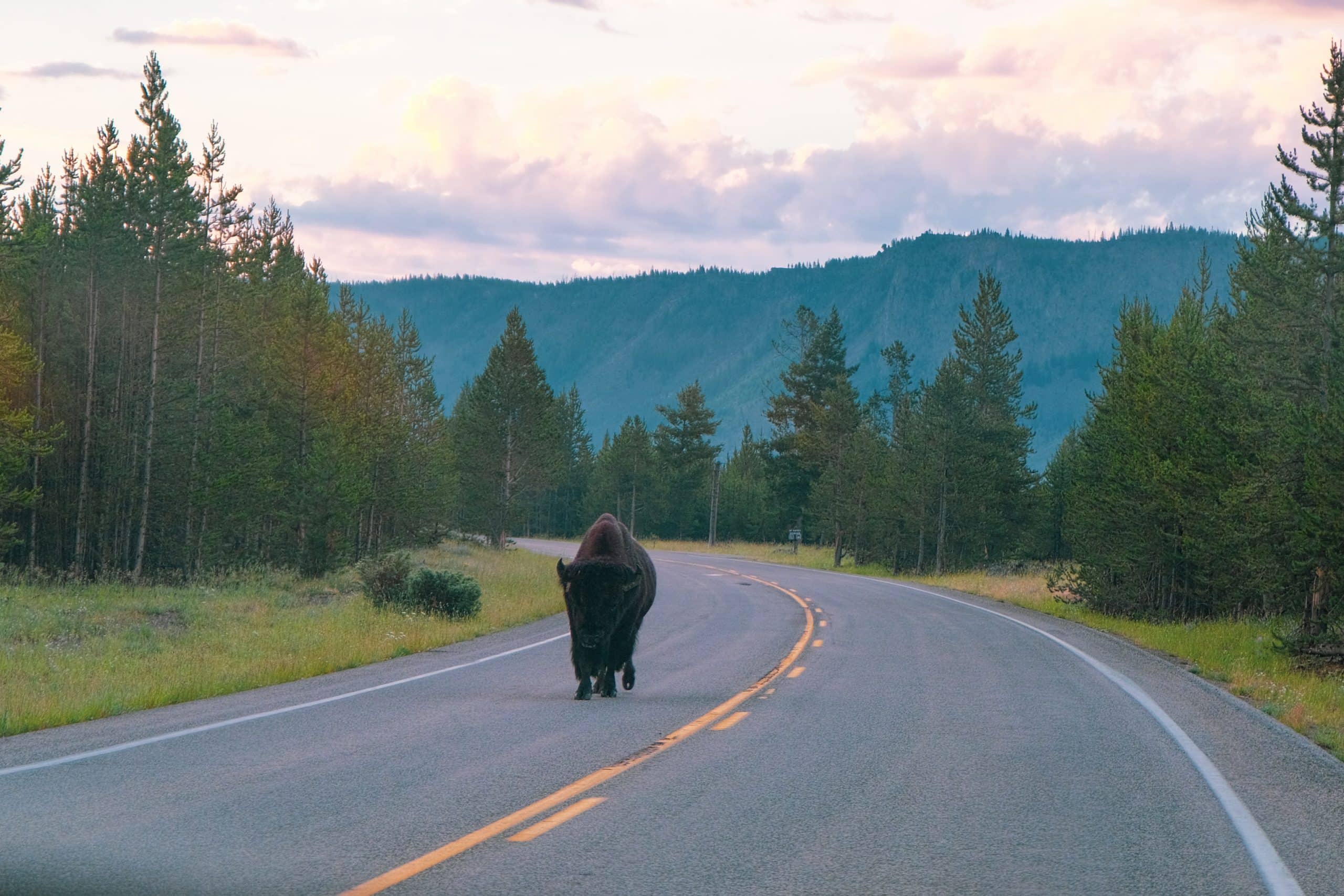 Um bisão no Parque Nacional de Yellowstone