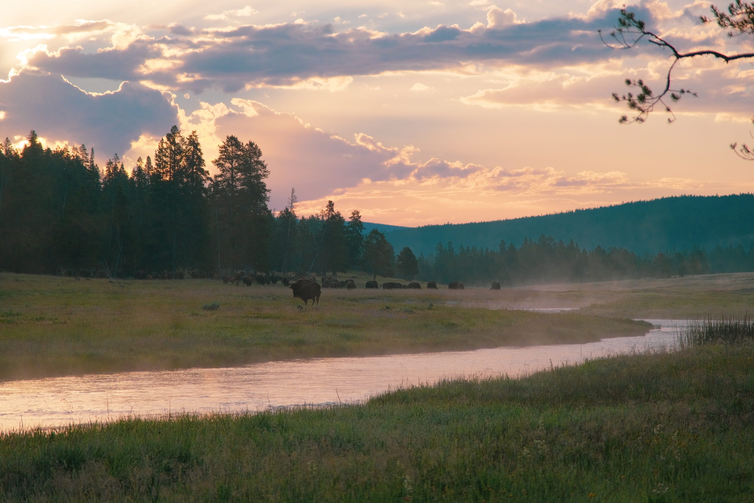Bison in de vroege ochtend in Yellowstone aan de Madison Rivier