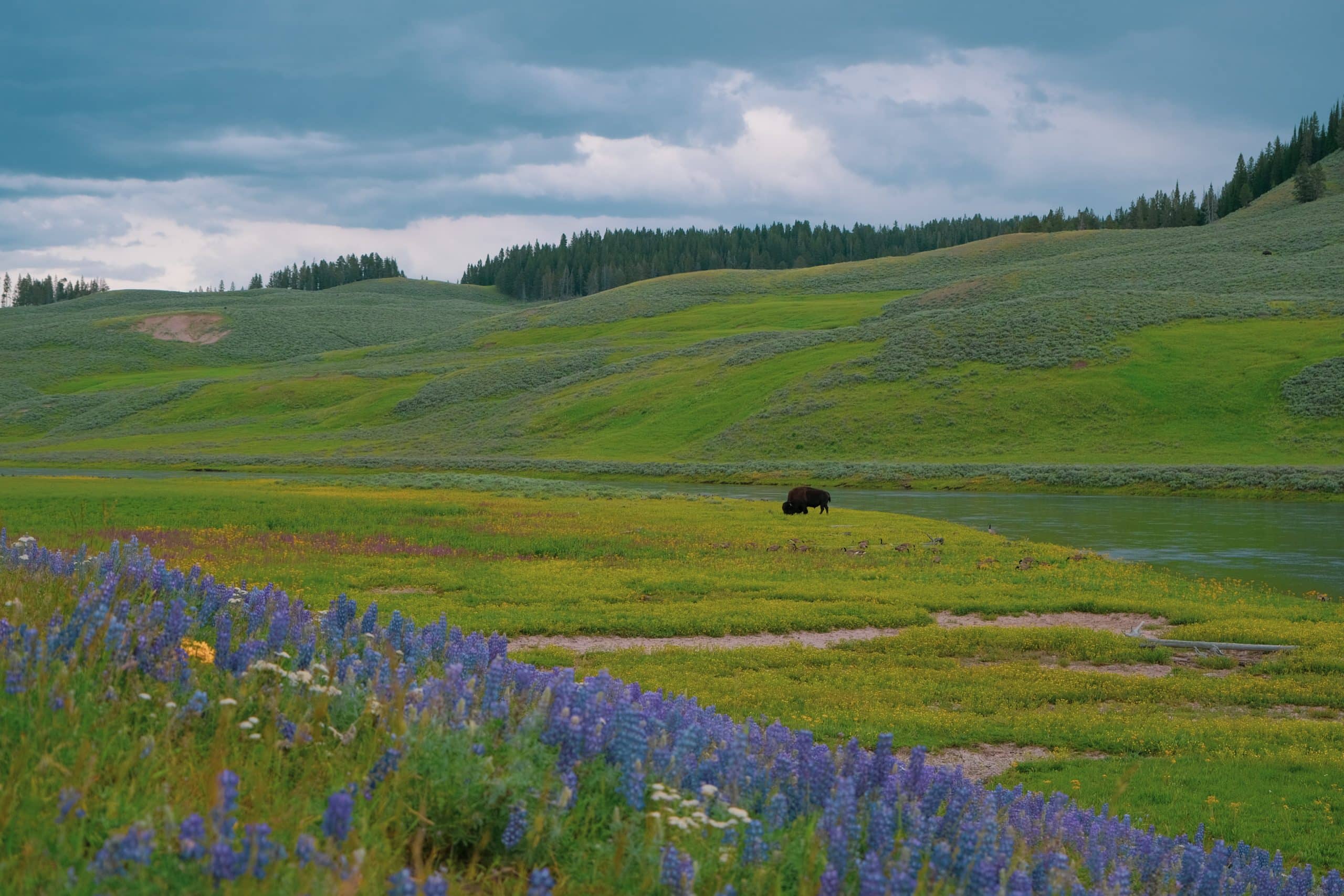 Bizon in Lamar Valley