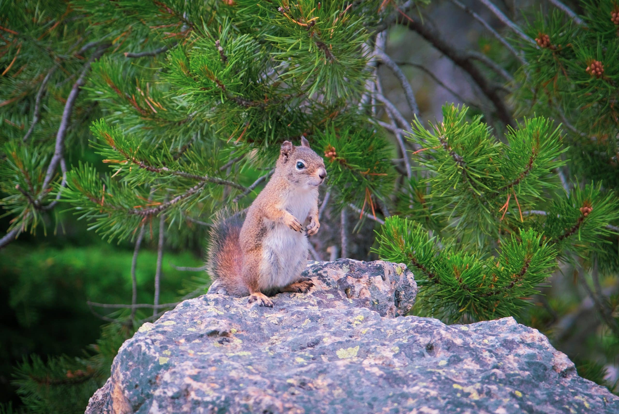 Squirrel at Artist Point, the viewpoint over the falls