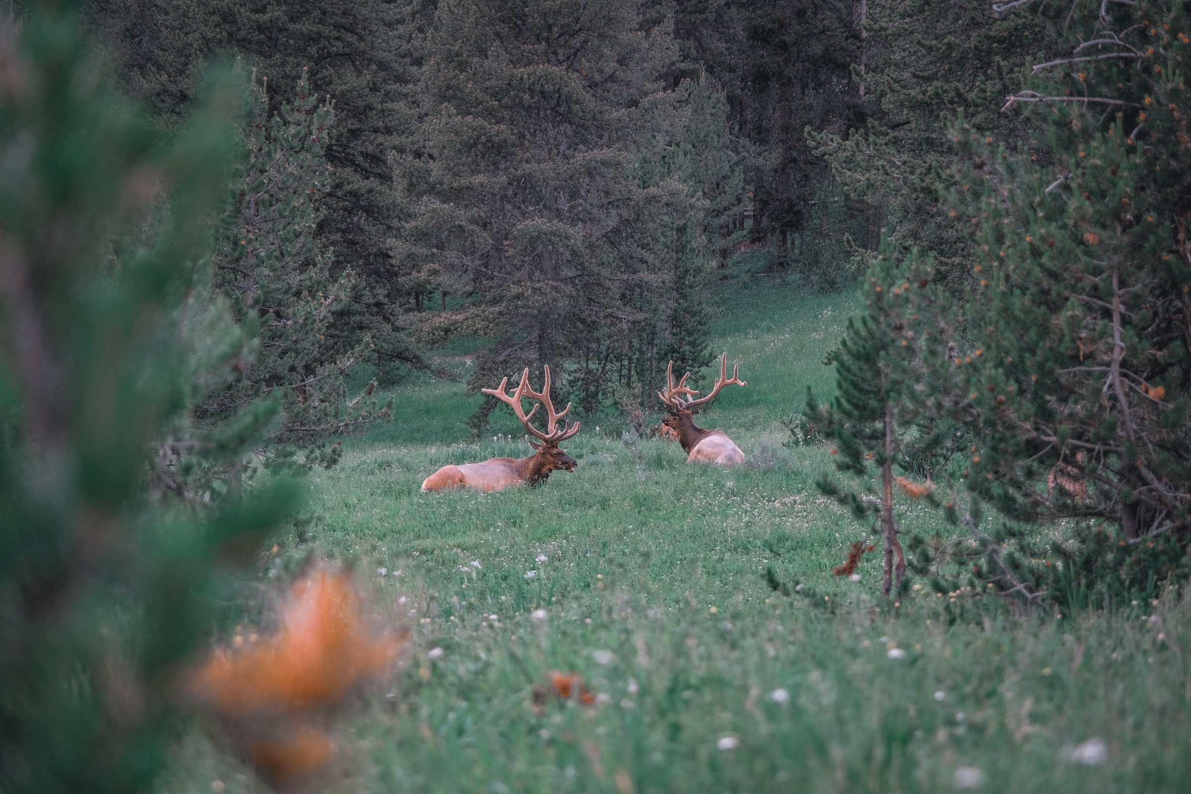 Elk in een Nationaal Park - gespot van een veilig afstand, foto gemaakt met een zoomlens.