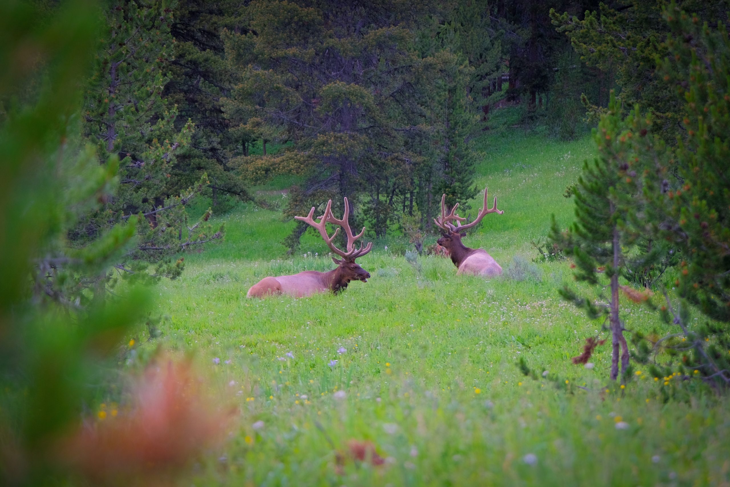 Elk in Lamar Valley | Tips voor Yellowstone National Park