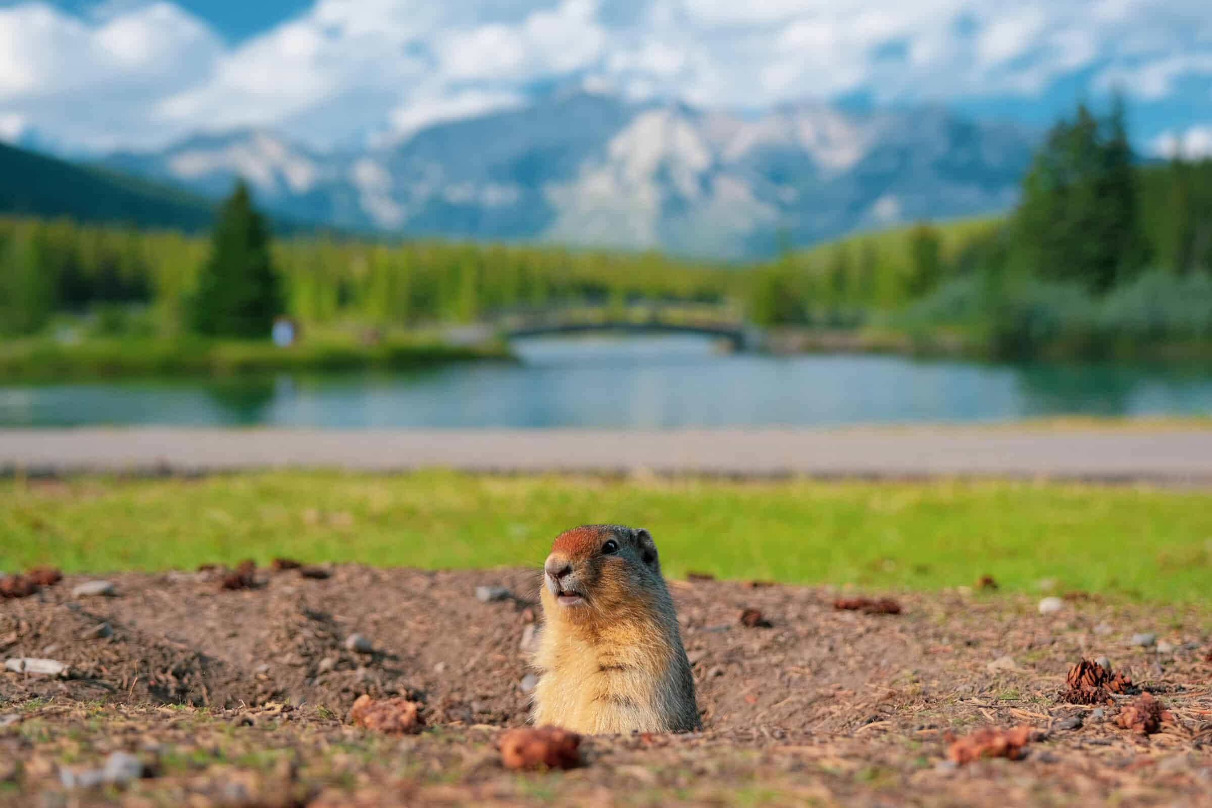 Hoary Marmot