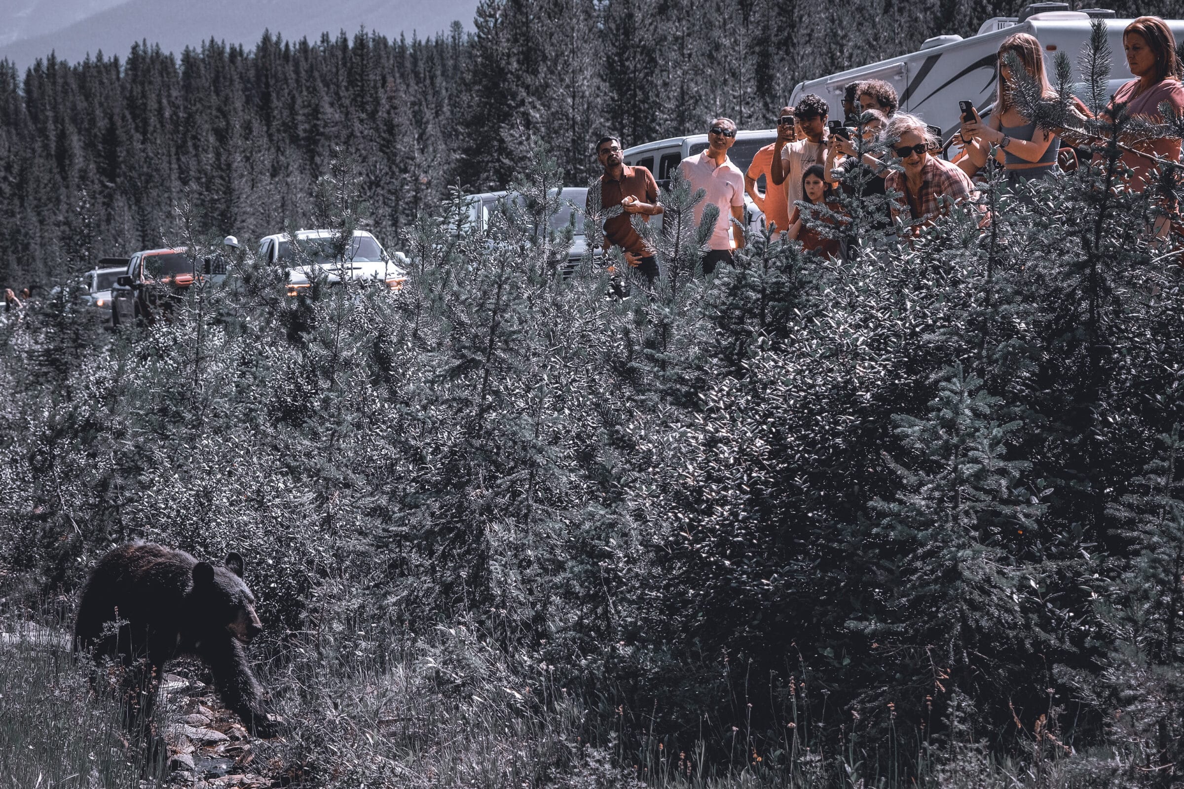 Un ours le long de la route | Conseils pour le parc national de Jasper