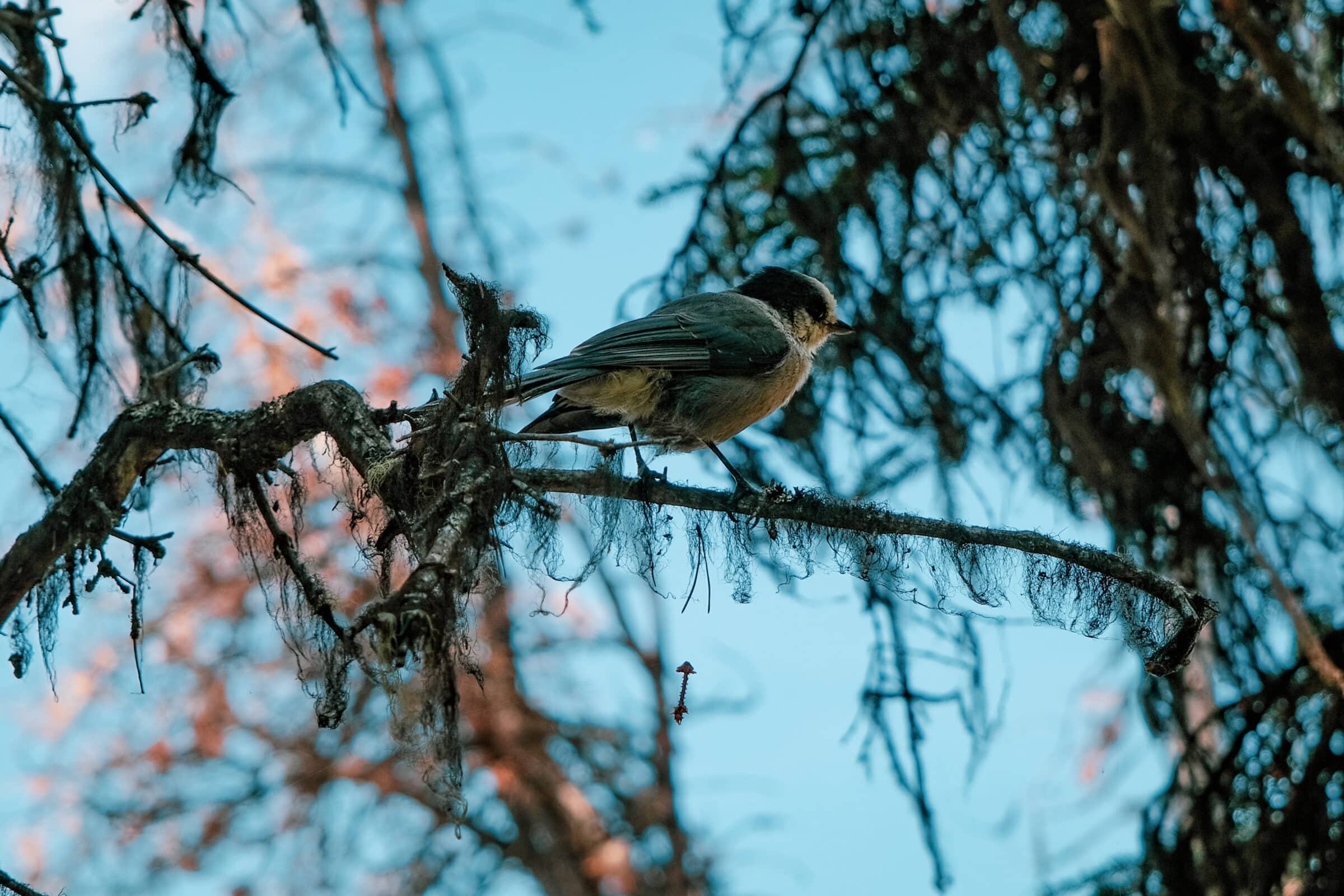 Pták u jezera Maligne | Tipy pro národní park Jasper