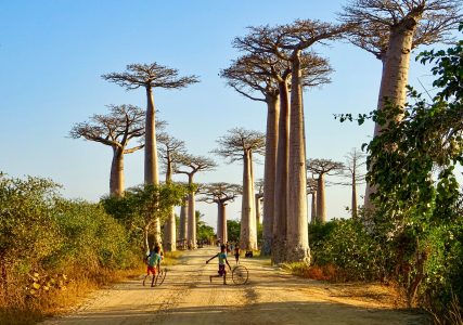 A rua Baobab perto de Morondava