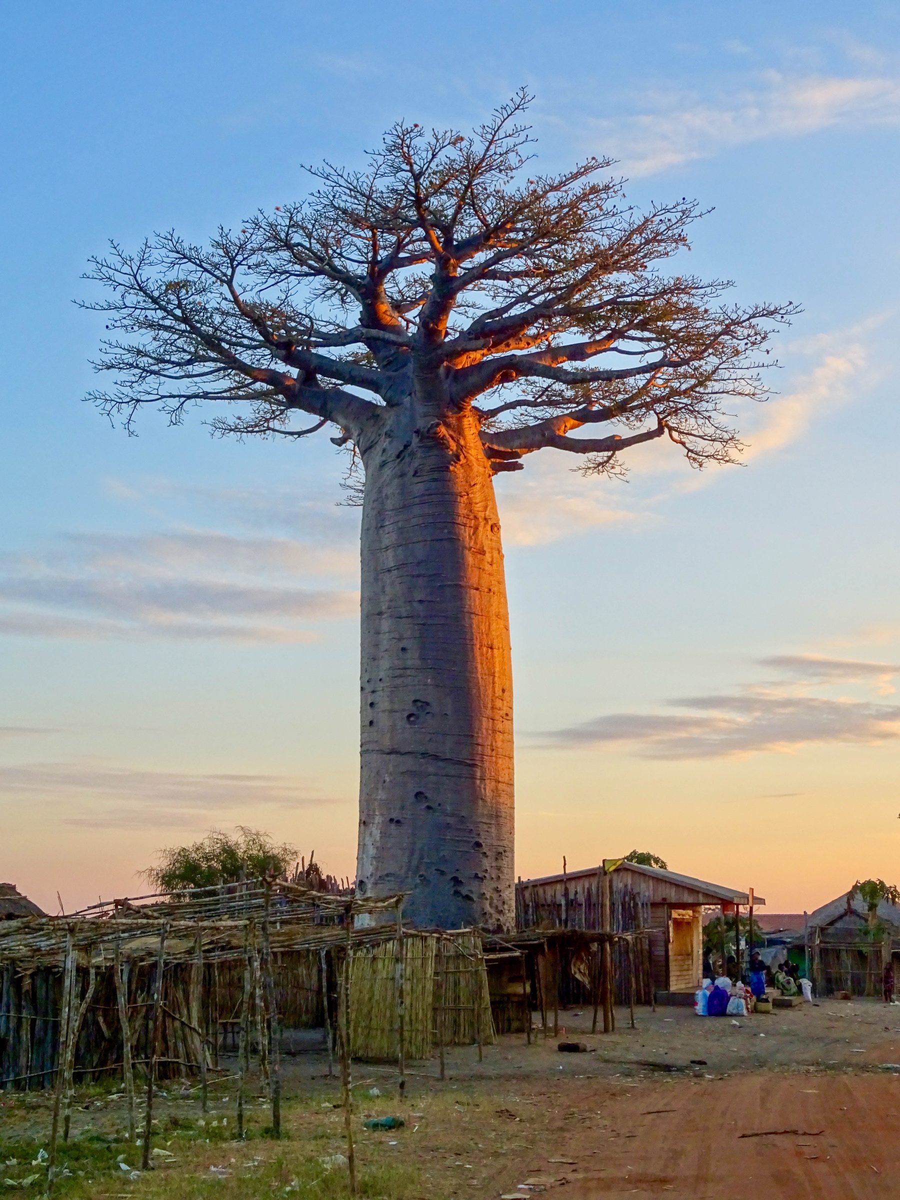 Een eeuwenoude baobab in Kirindy Village