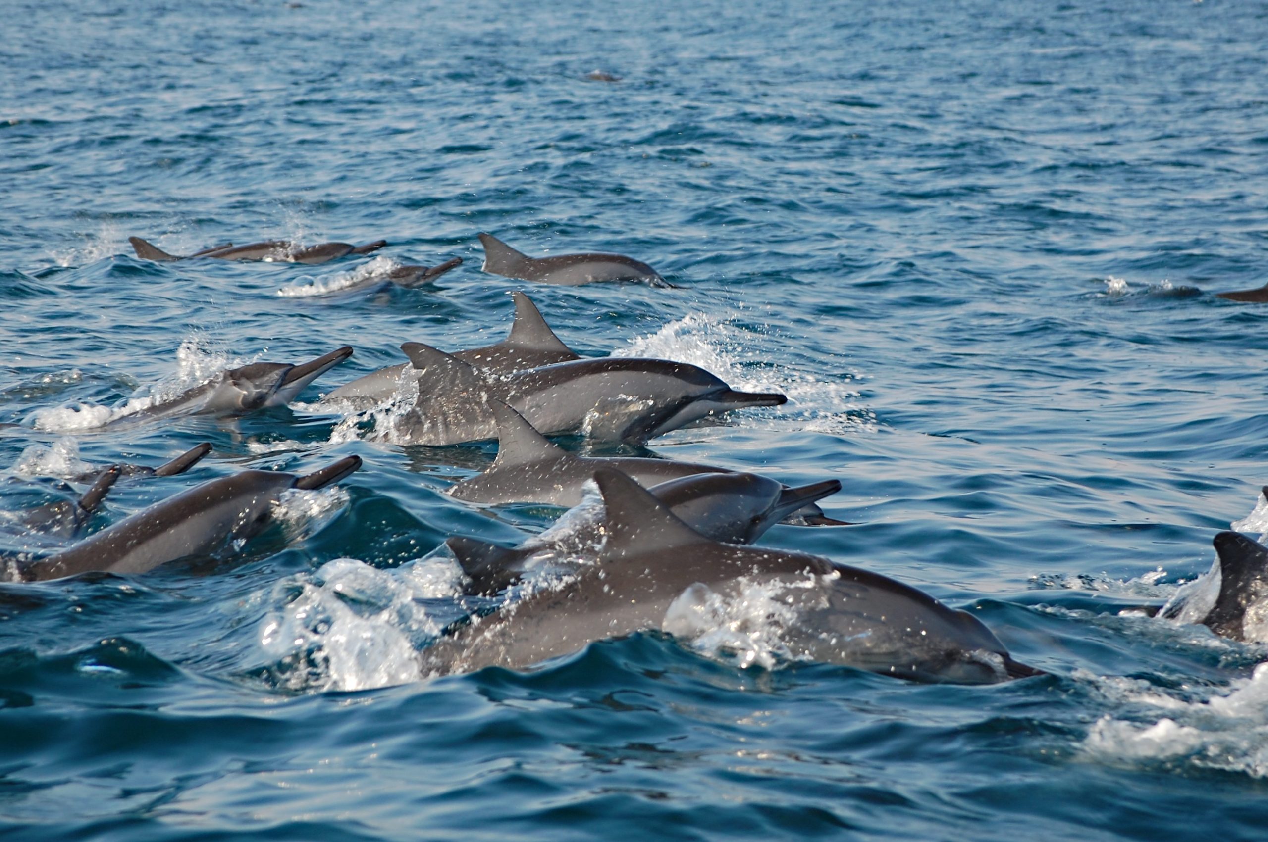Dolfijnen bij Salalah © Ministry of Heritage & Tourism Oman