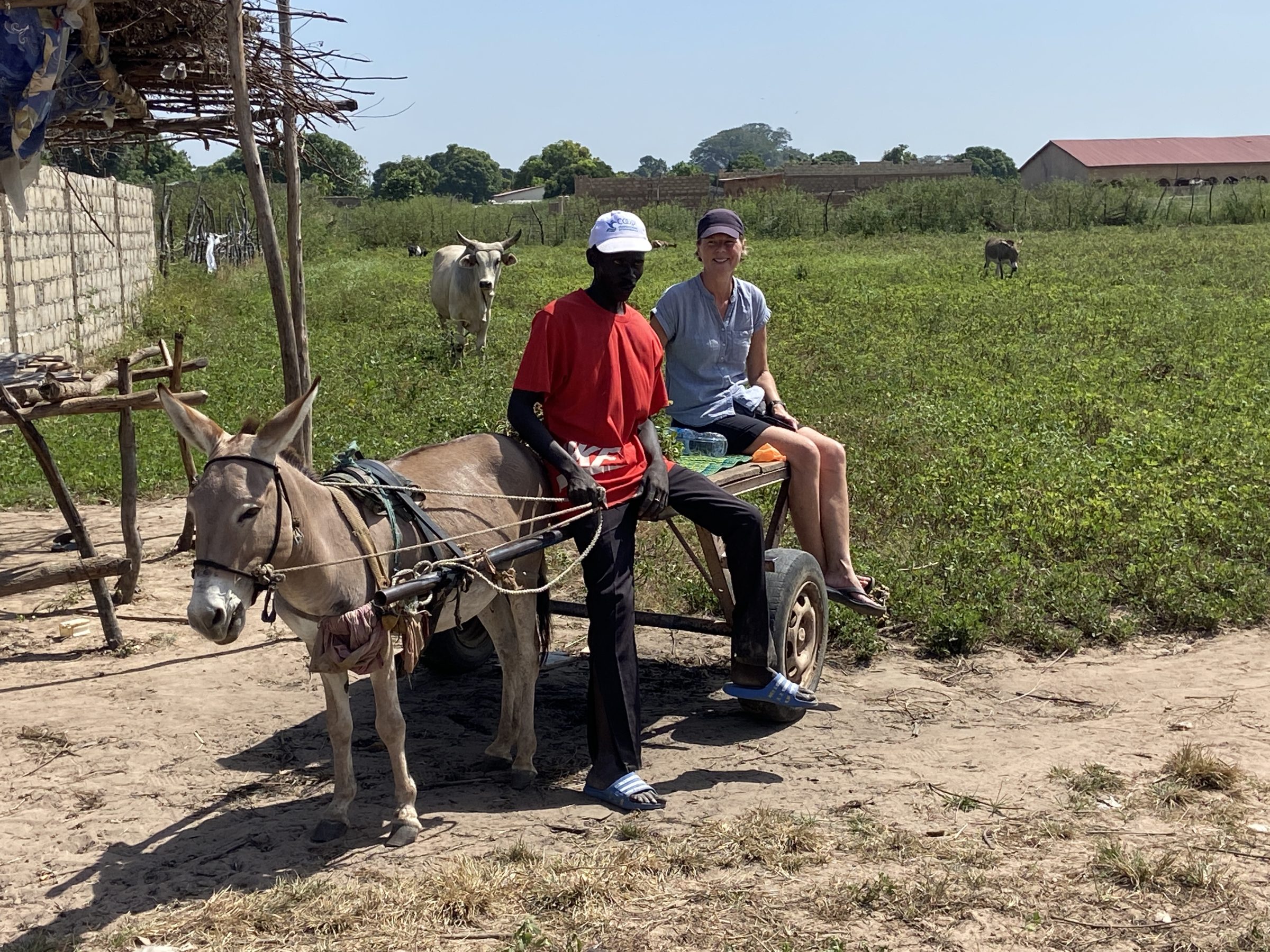Een ritje met de ezelkar | Pinda plantage in Gambia
