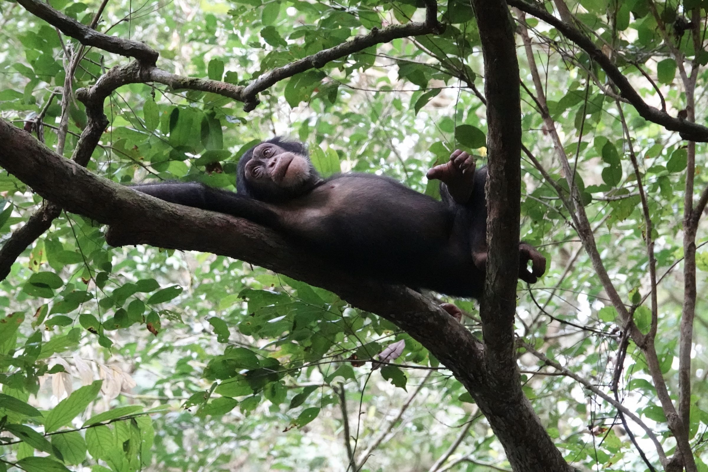 Even rusten | Chimpansee in de boom | National Parc Tai