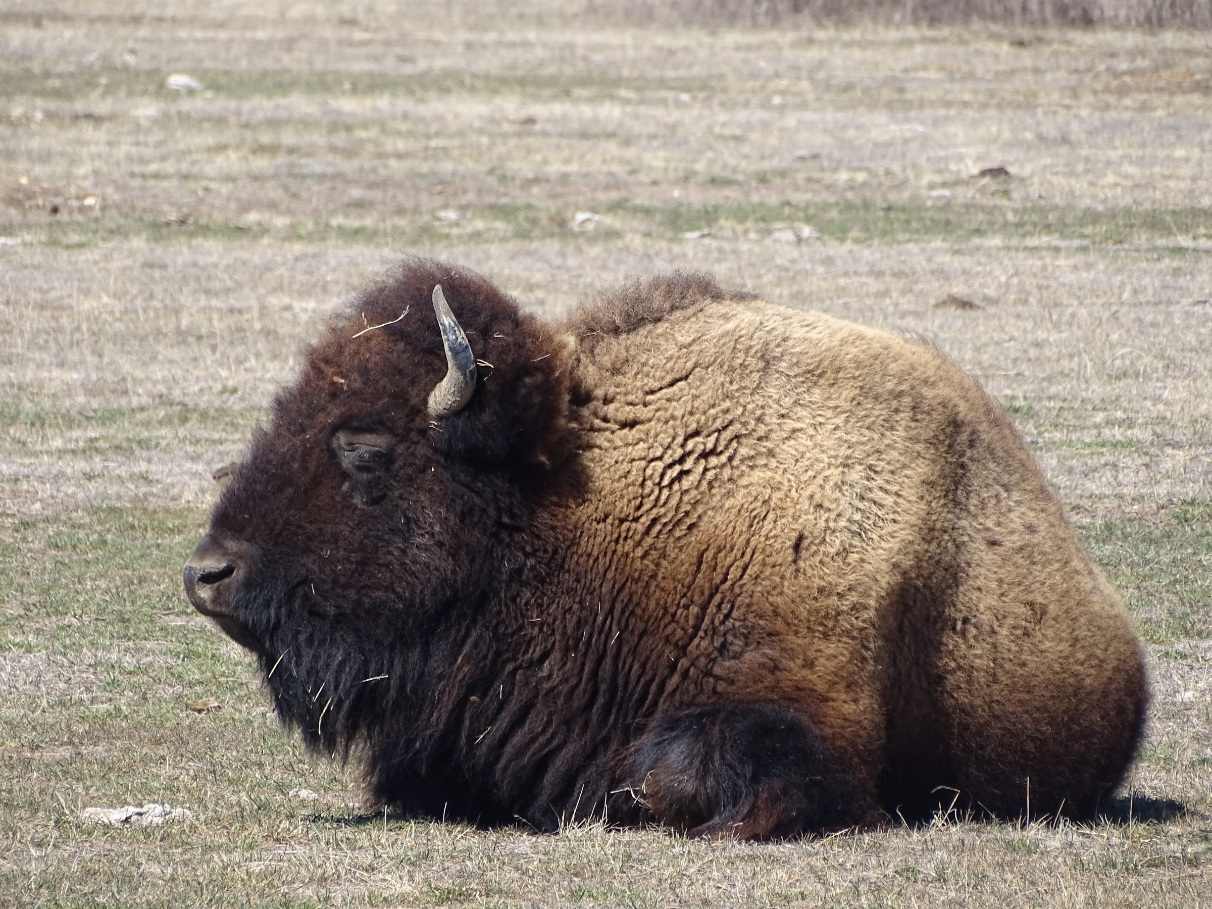 ¡El impresionante bisonte, a pocos metros!