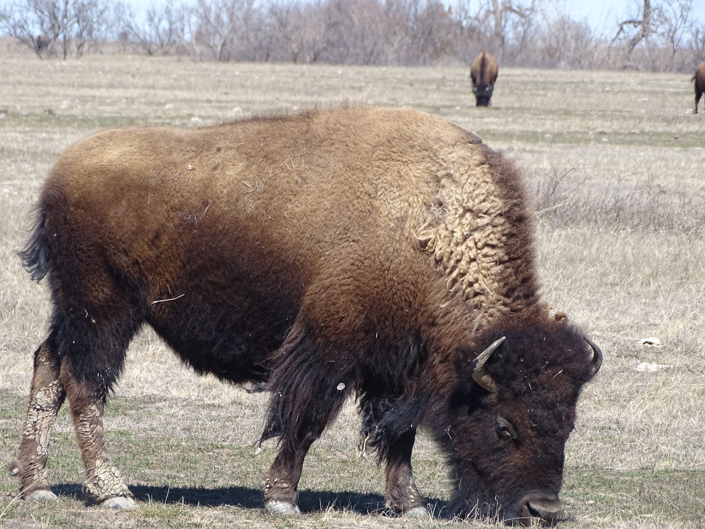 De indrukwekkende bizons, op een paar meter afstand!