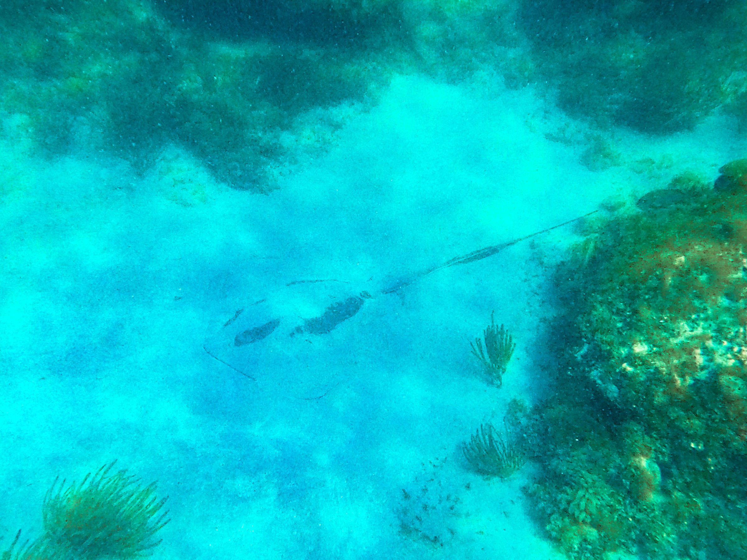 Eén van de vele pijlstaartroggen die we zagen tijdens het snorkelen. Ze verstoppen zich vaak in he zand | Key West