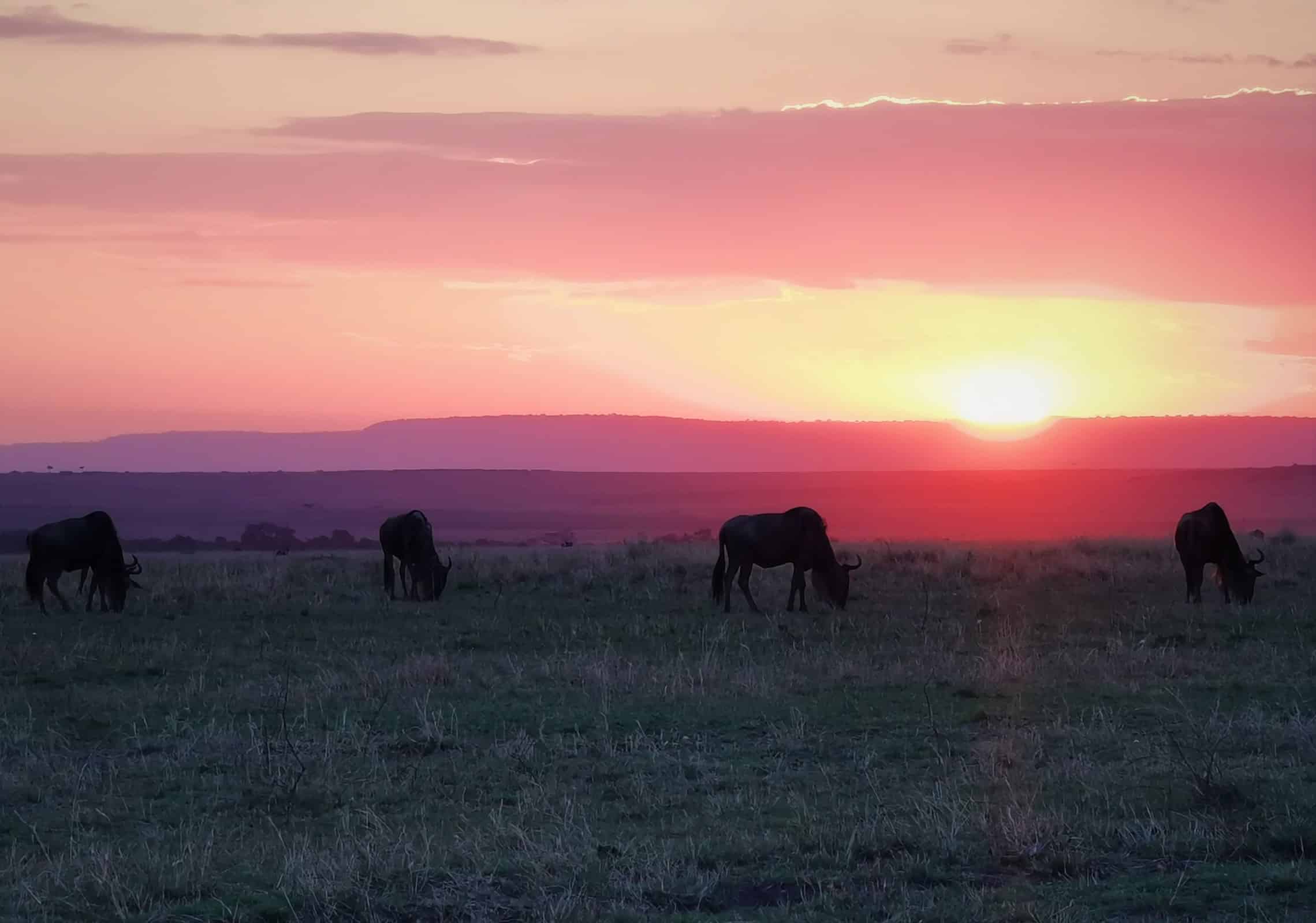 Gnuer lige før solnedgang under den store migration i Kenya