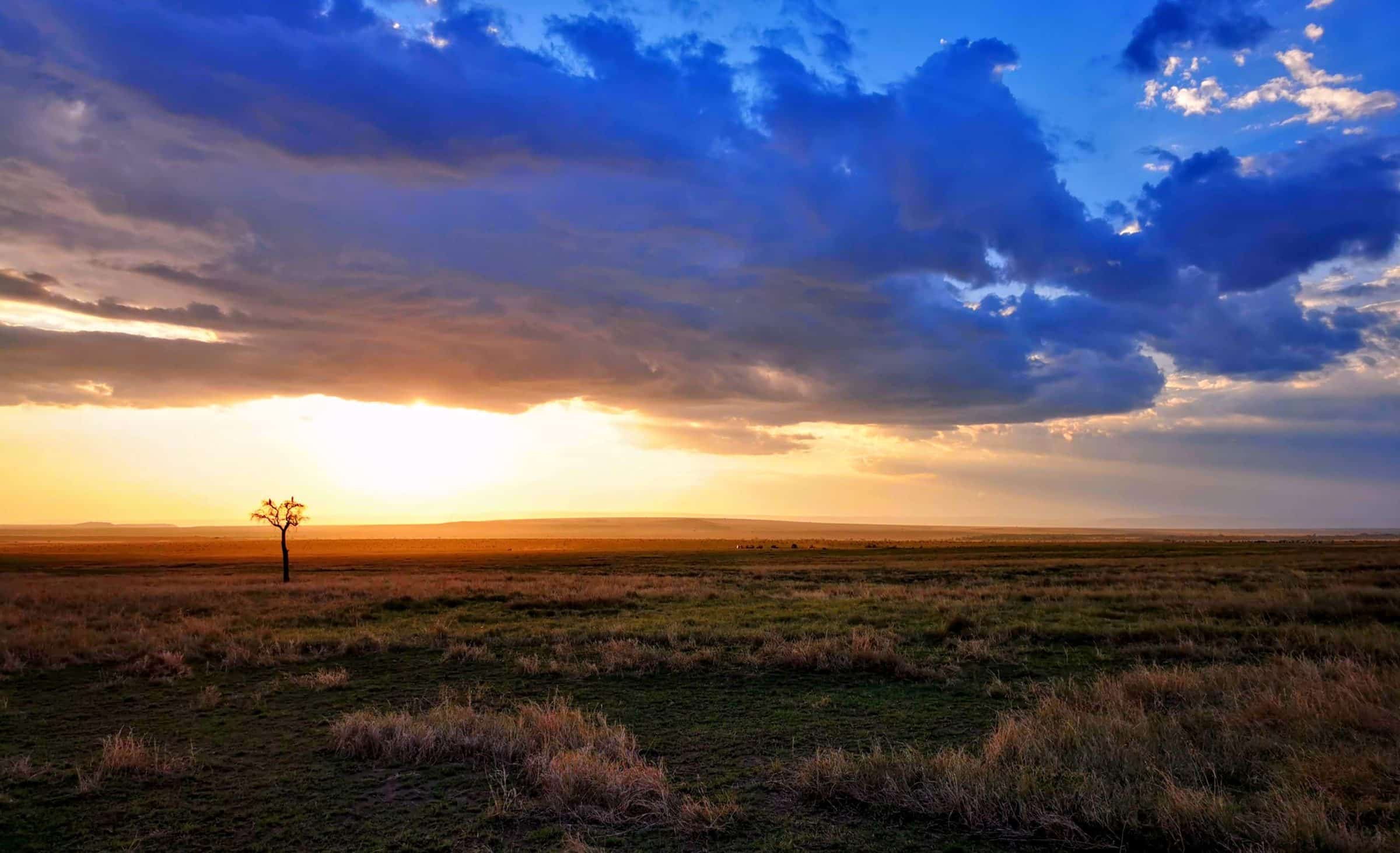 Grandi nuvole, alberi randagi e alcuni animali sullo sfondo. Solo un altro giorno nel Masai Mara