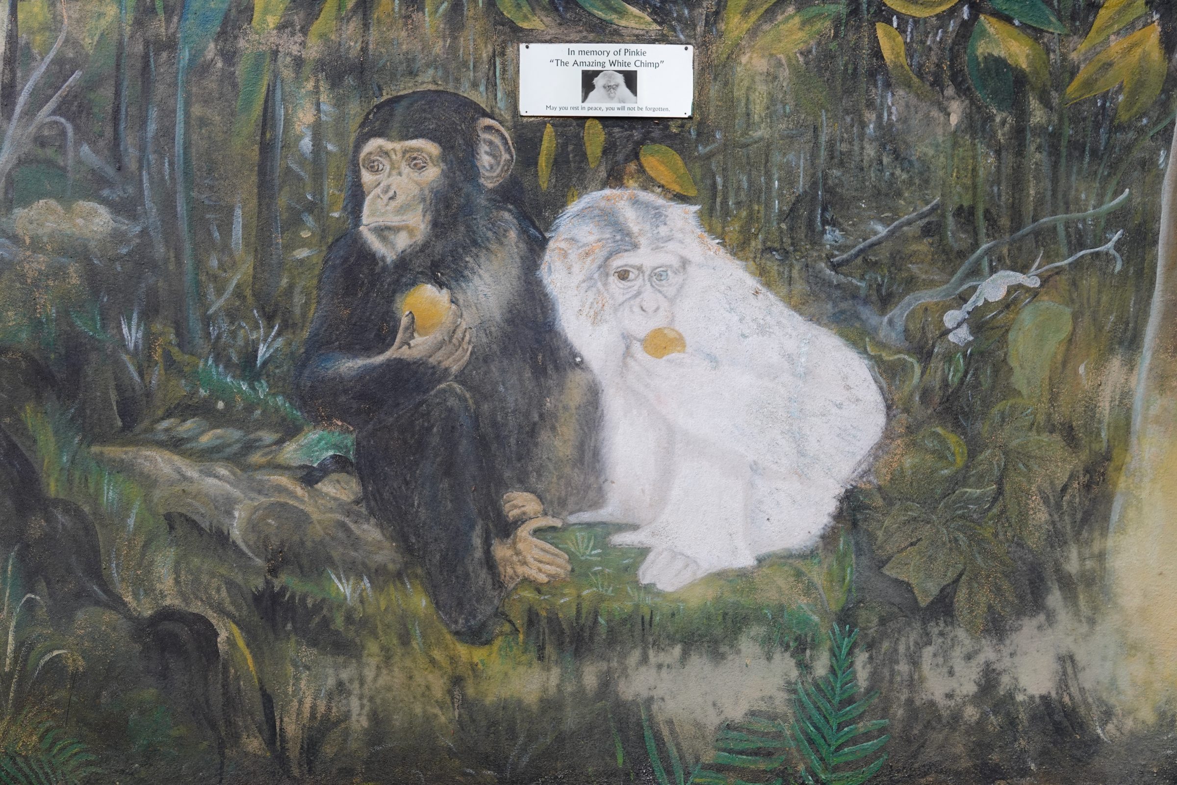 Herinnering aan een witte chimpansee | Tacugama Chimpansee Sanctuary