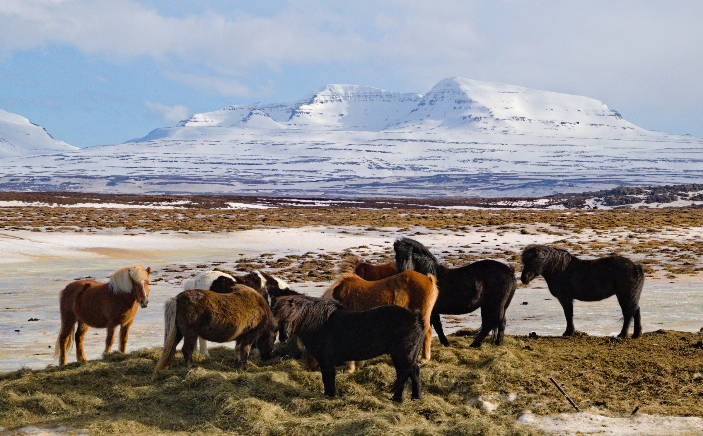 الخيول في آيسلندا