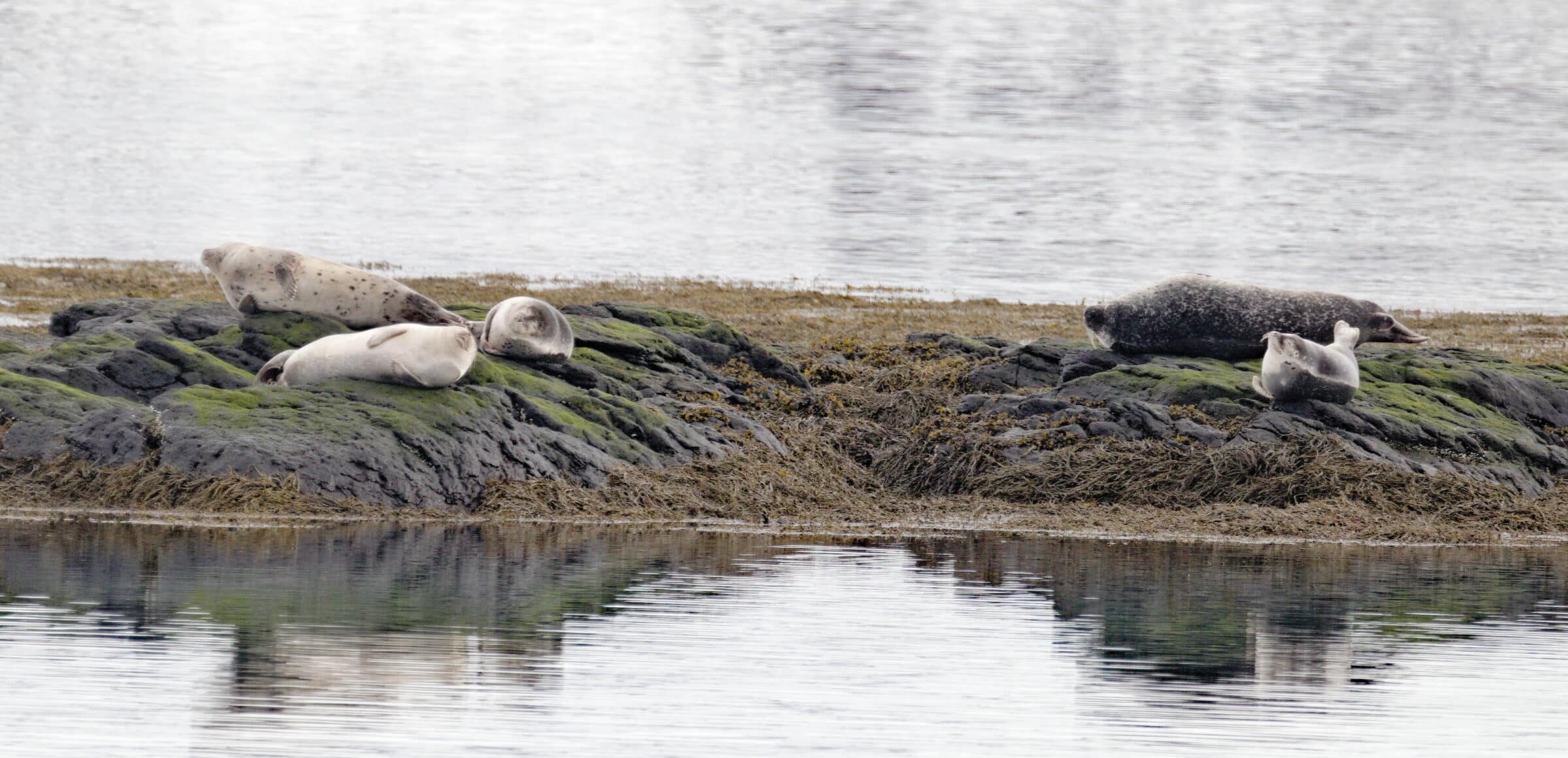 Sea lions in Iceland