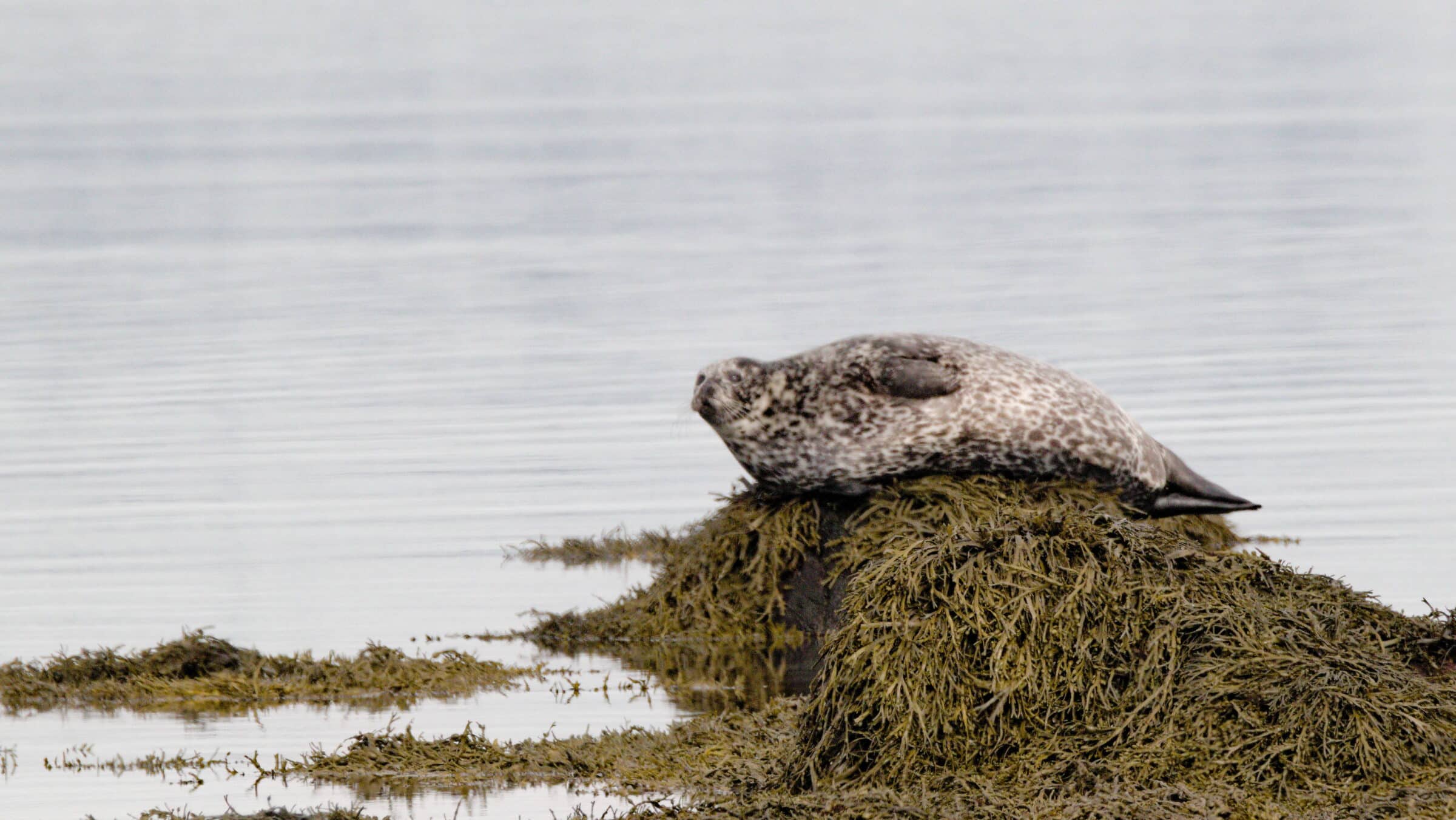 Sea lions in Iceland