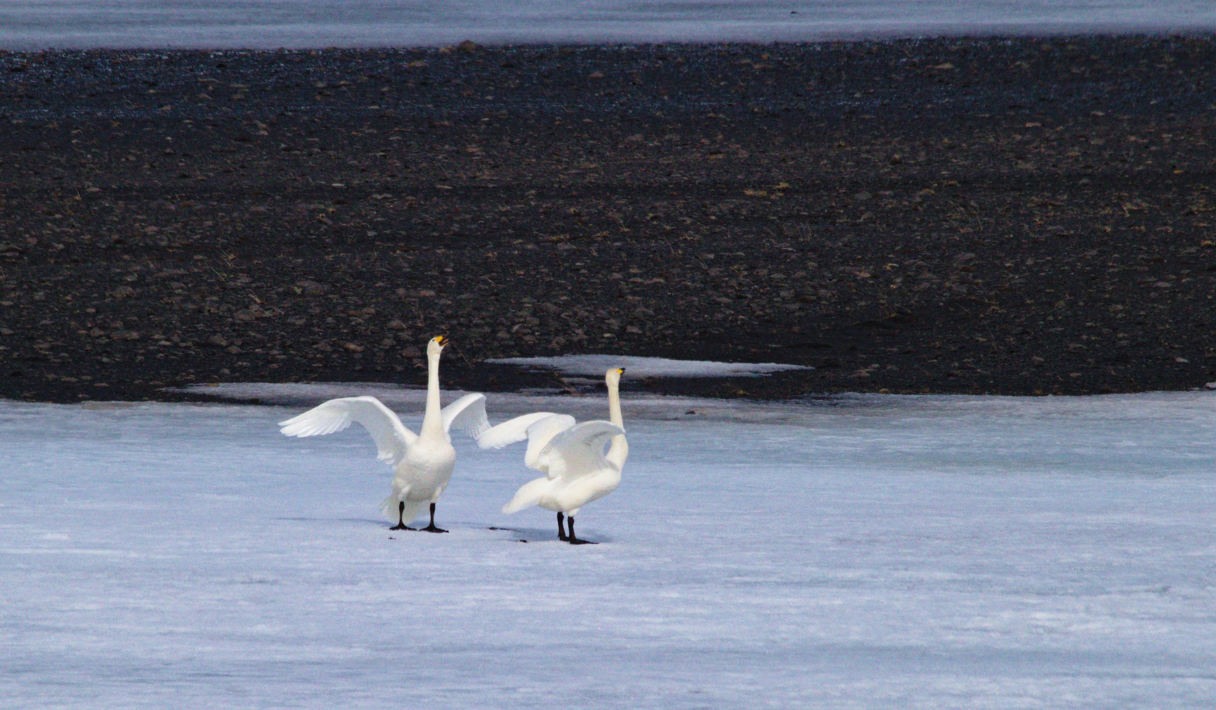 Swans in Iceland