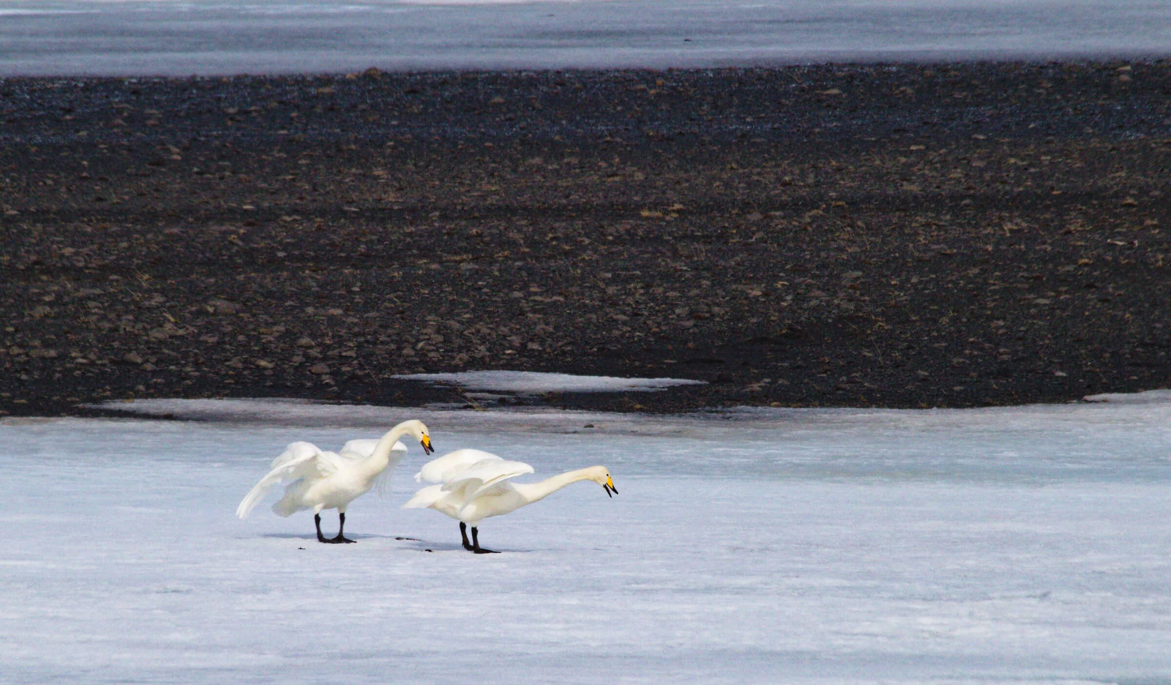 Schwäne in Island