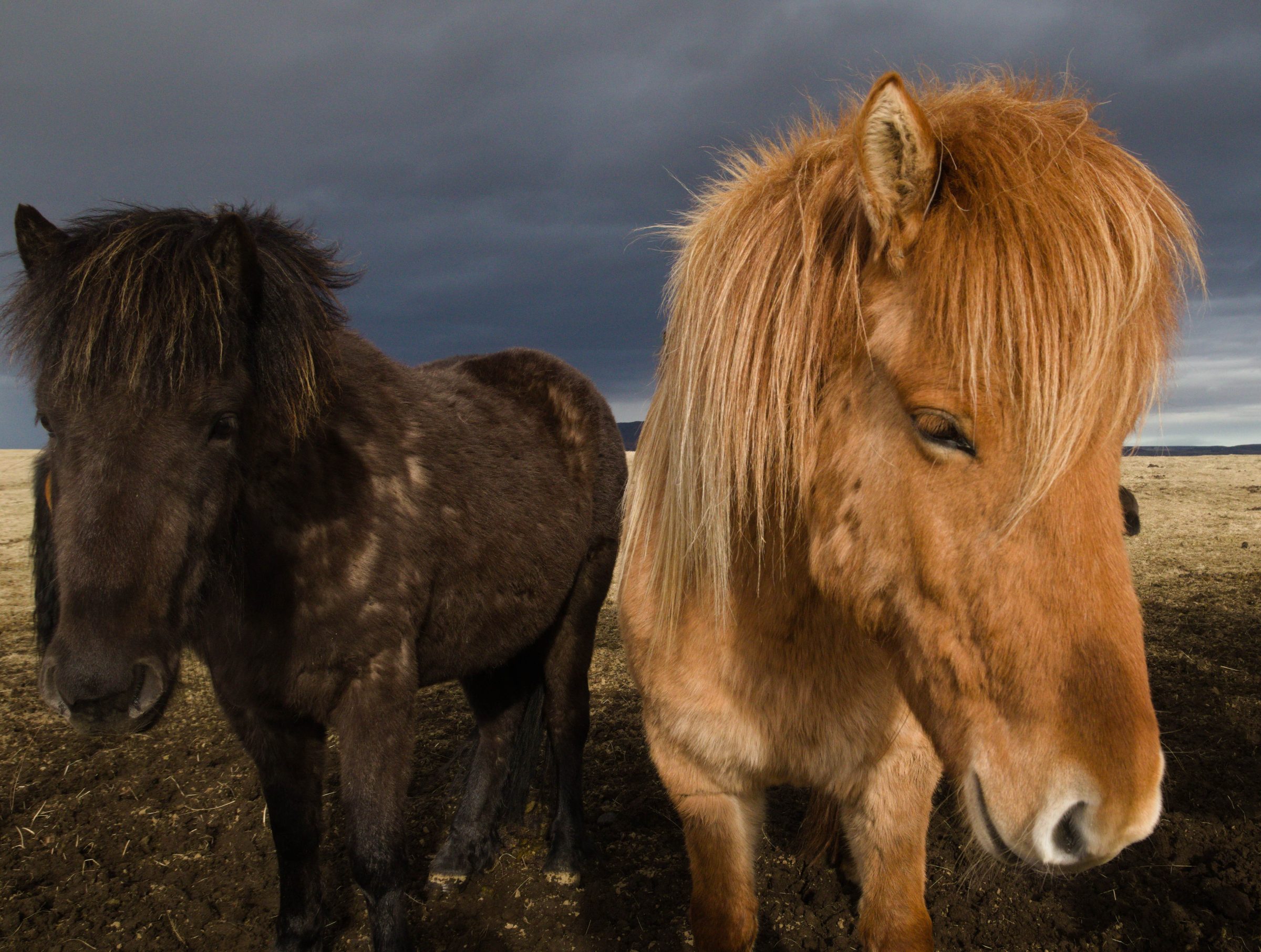 アイスランドの馬