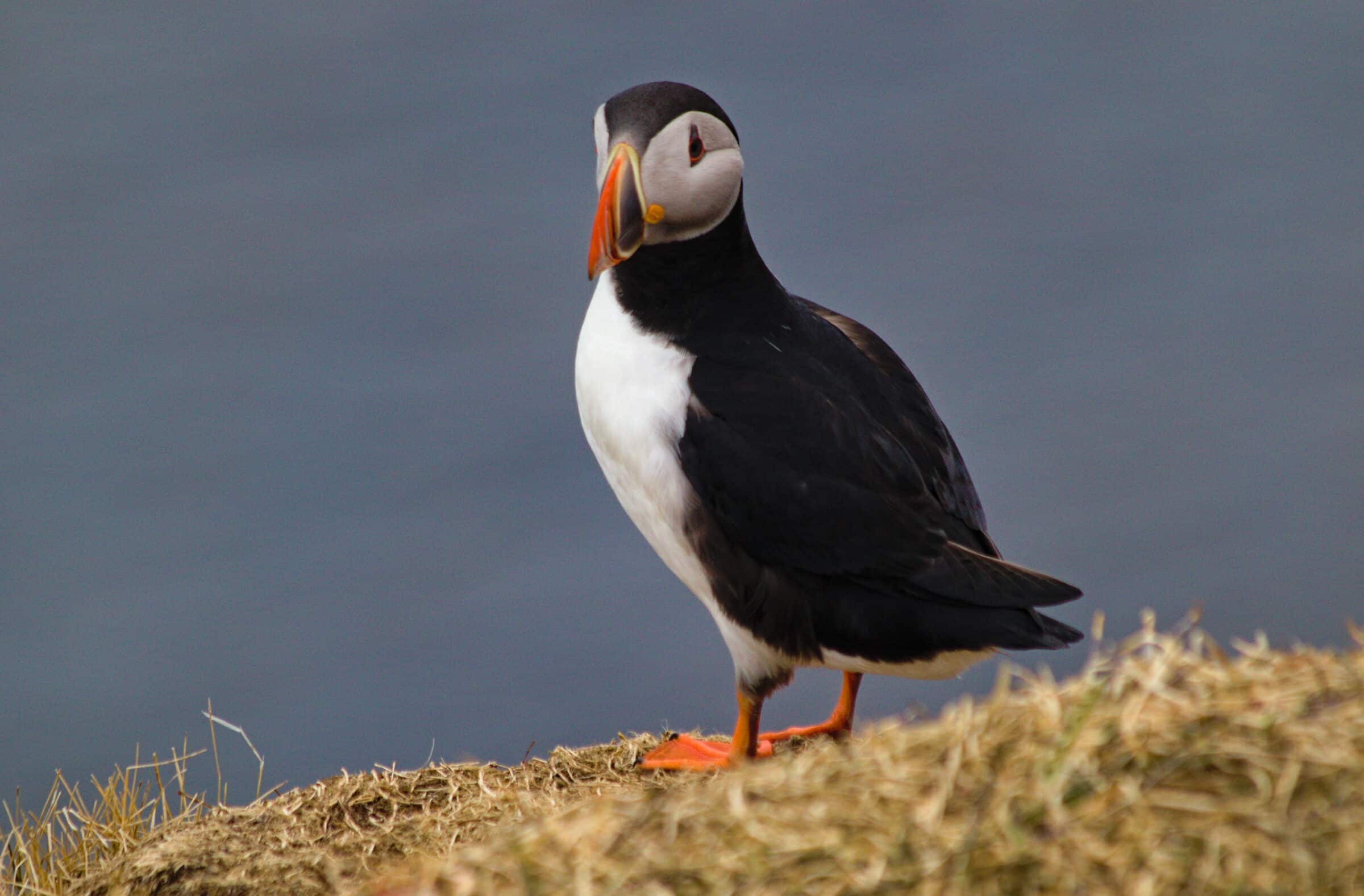 Puffins in Iceland