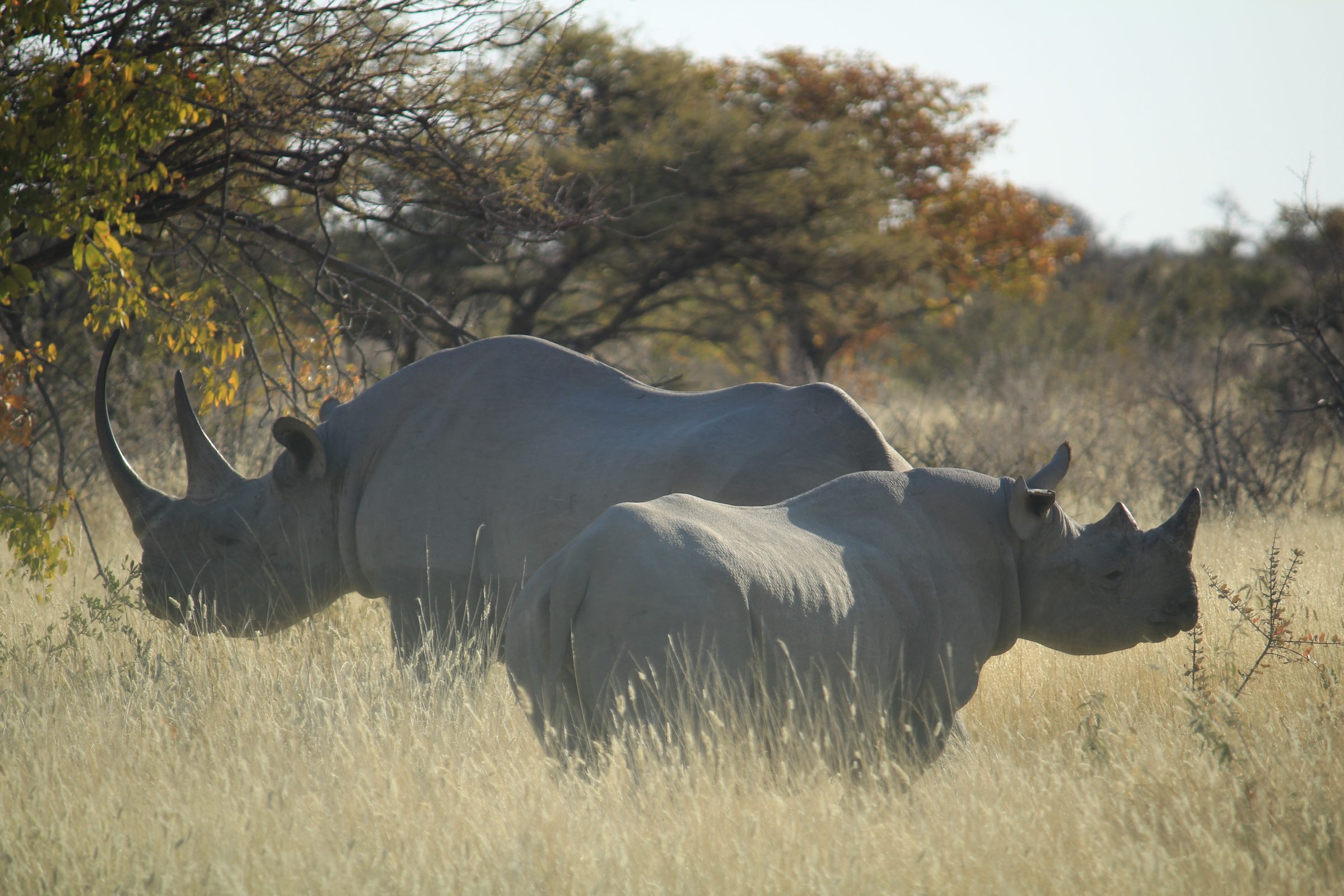 Rinocerontes negros en el Parque Nacional de Etosha