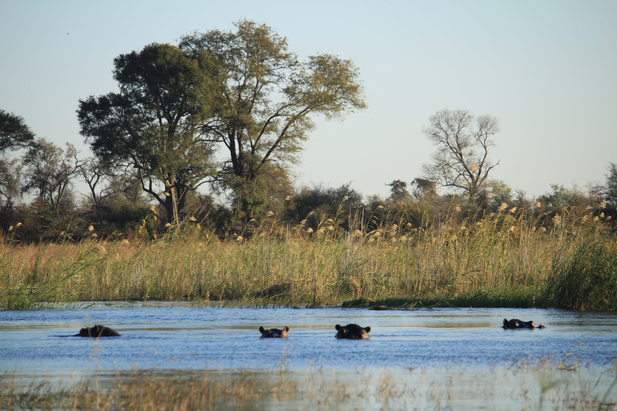 Hipopótamos en el río Kwando | Parque Nacional Nkasa Rupara